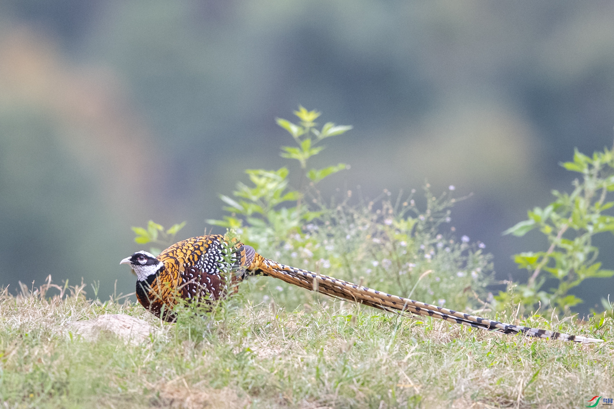 2421 ����.jpg