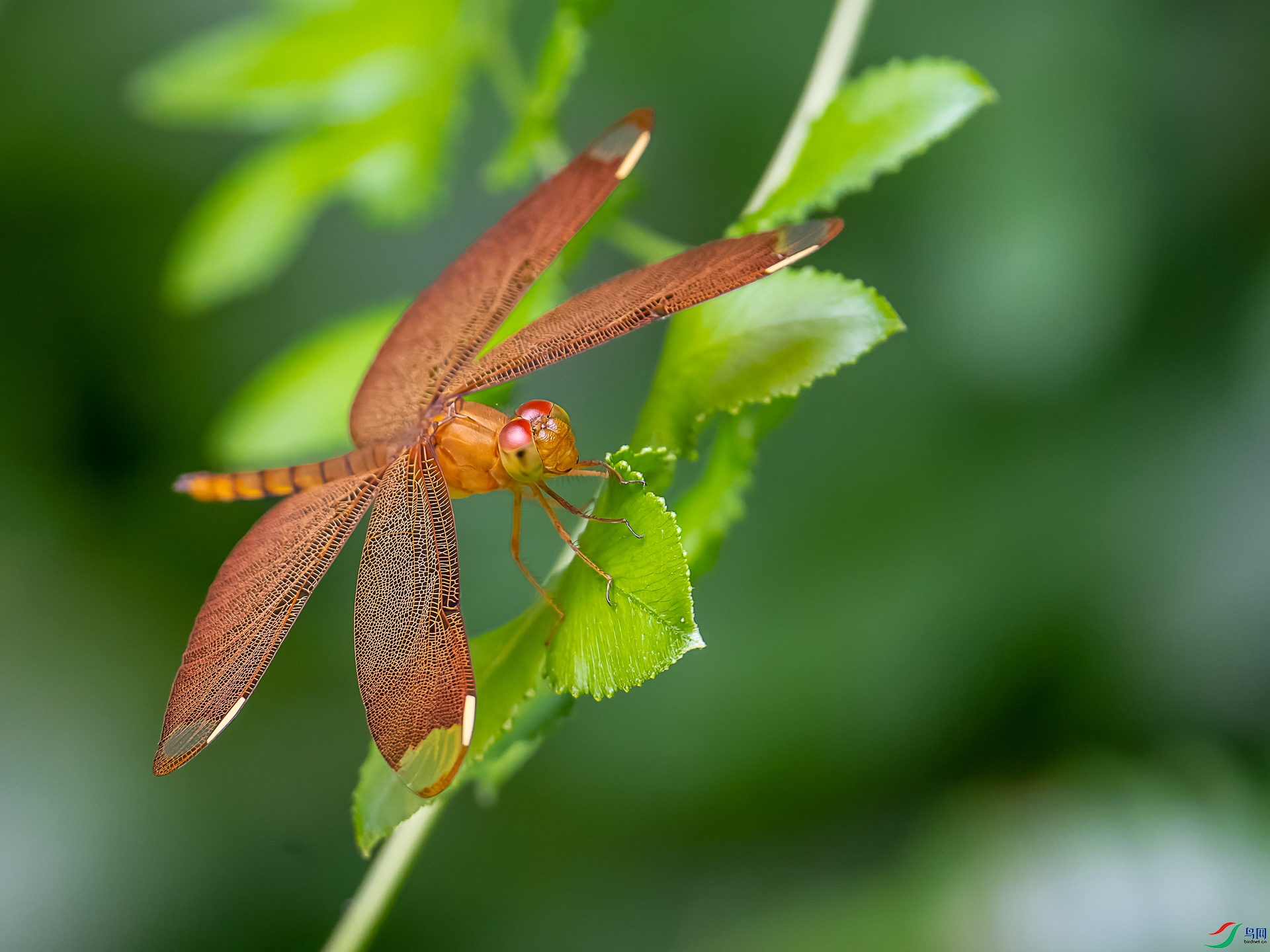 DSC05135-1.jpg