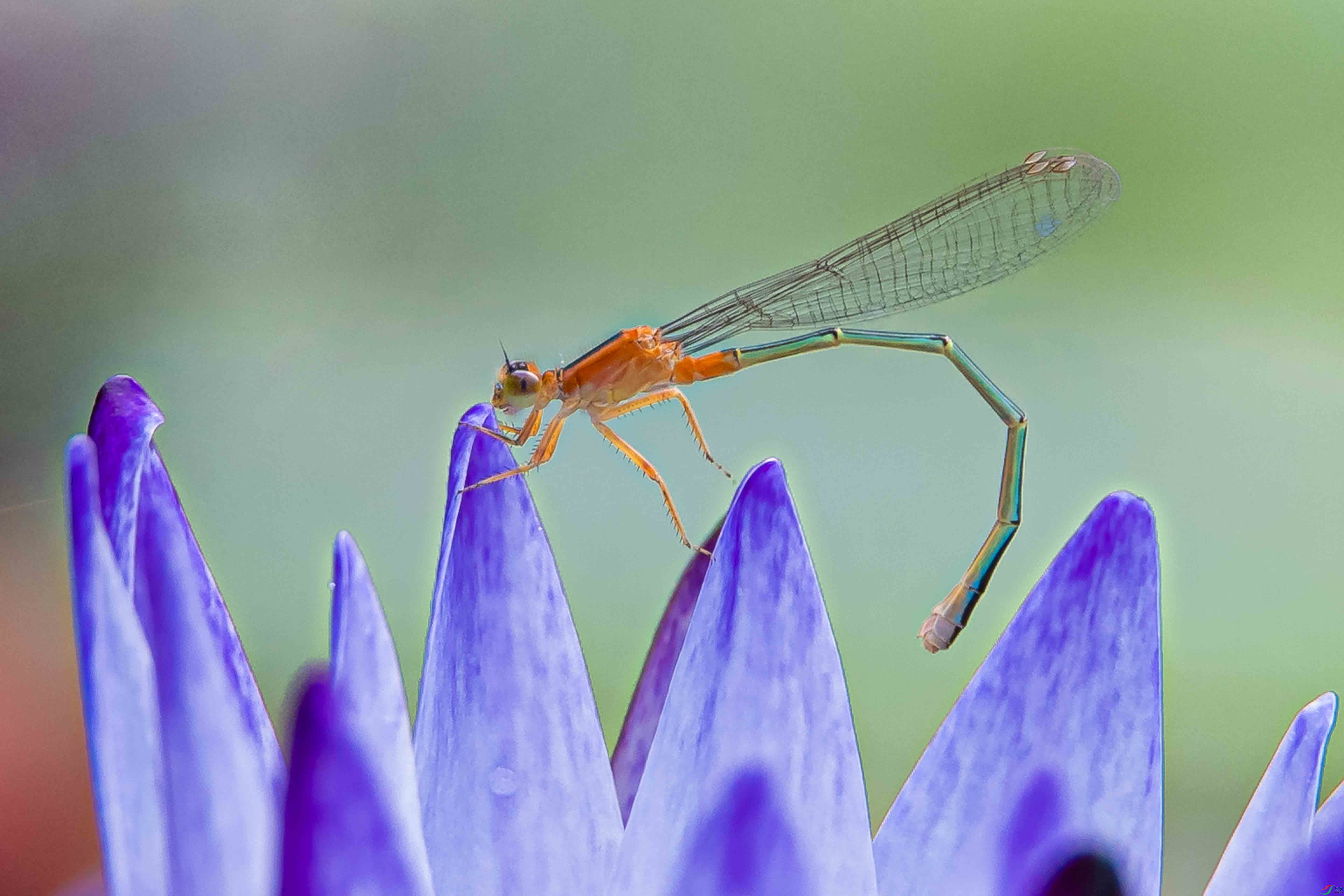 DSC_1637ab.jpg