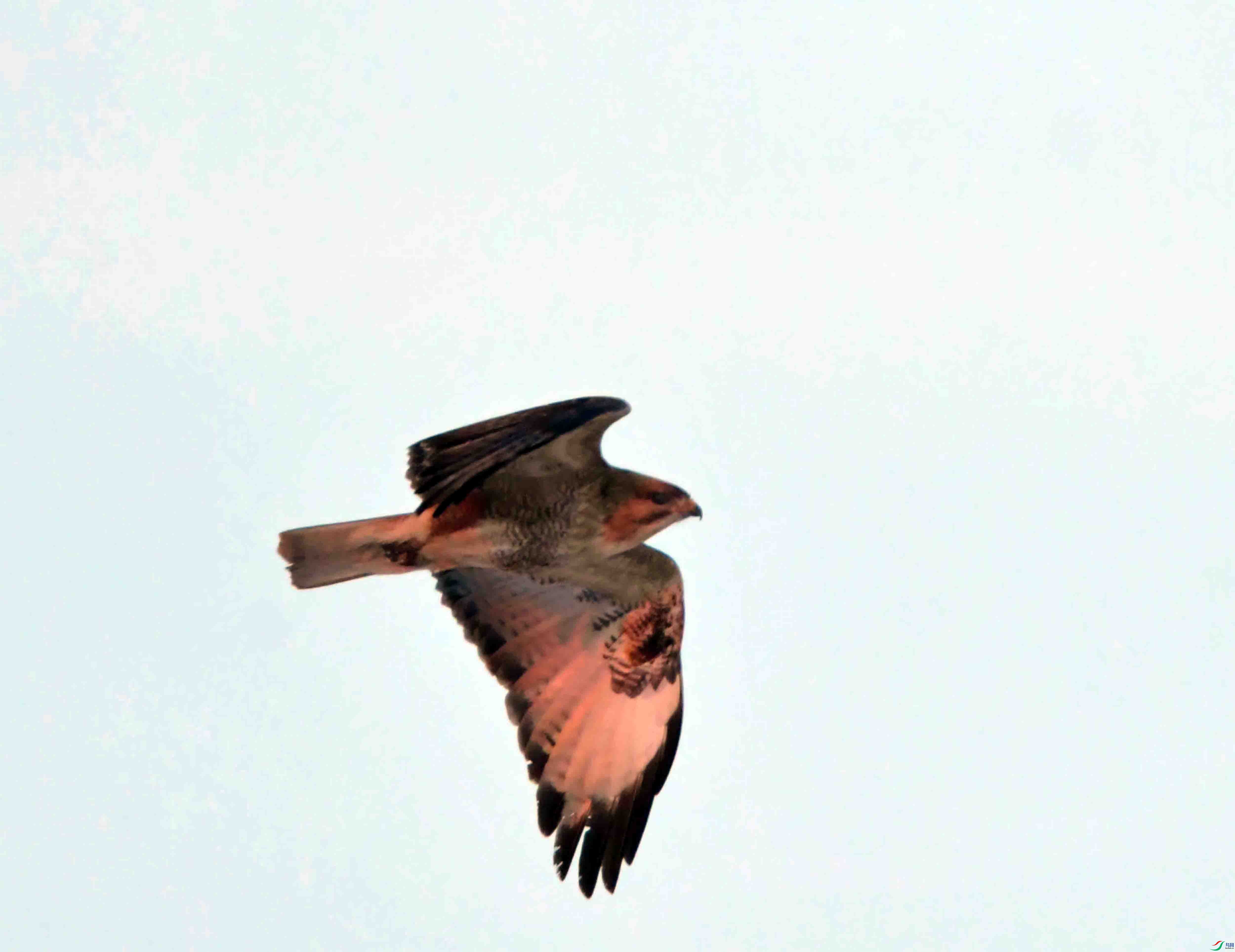 DSC_1604.JPG