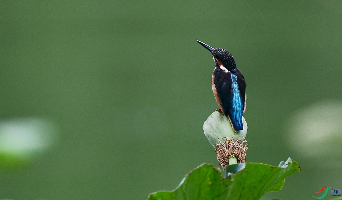 DSC_4684.JPG