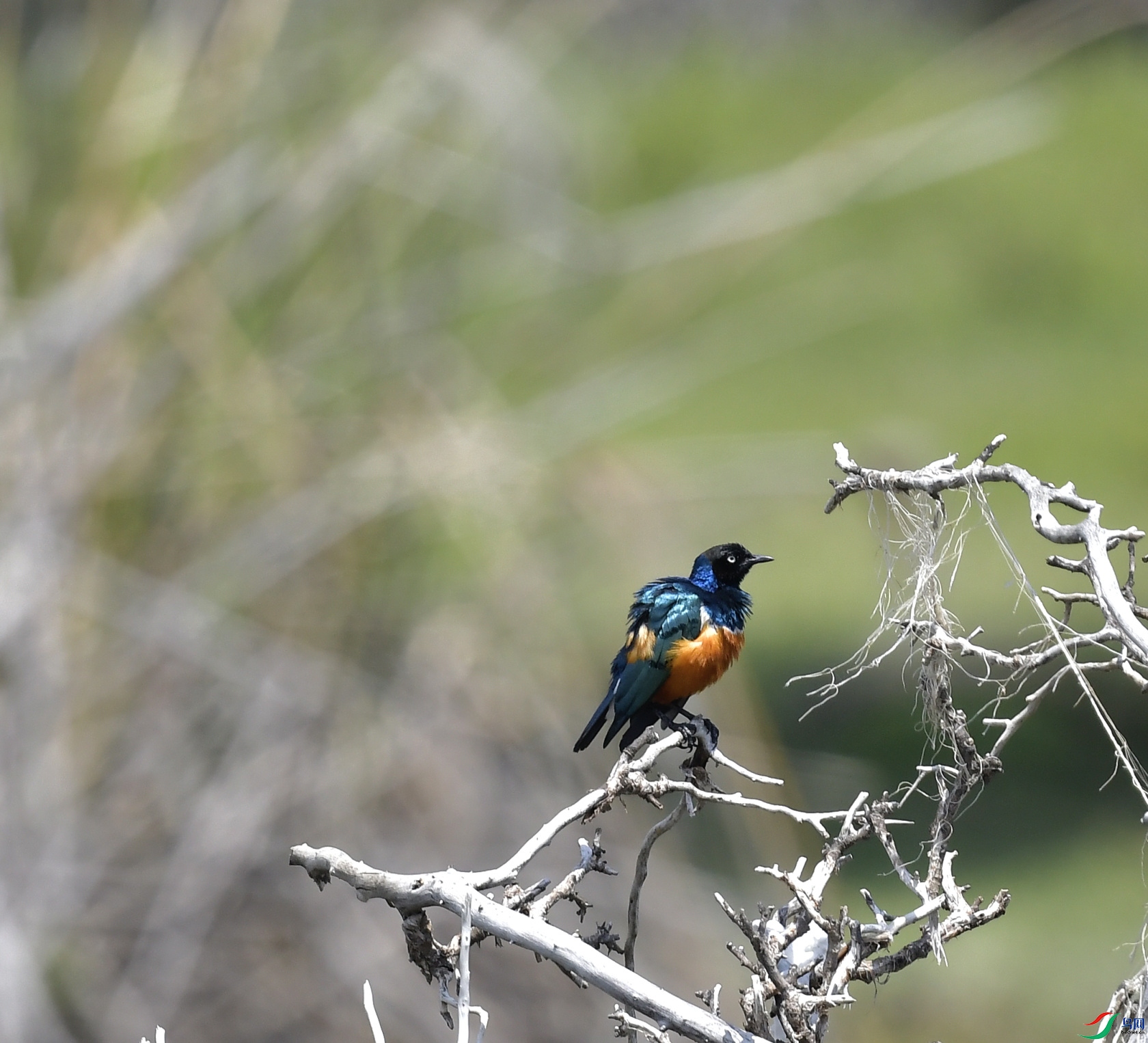 _DSC3726_01.JPG