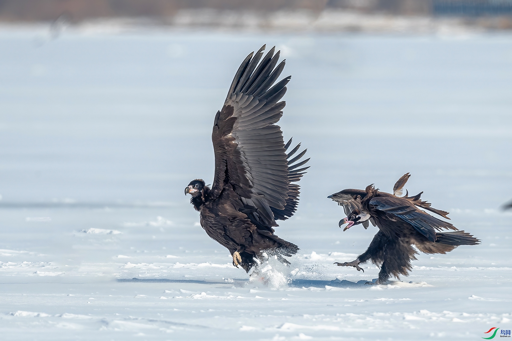 DSC_2467ABC.jpg