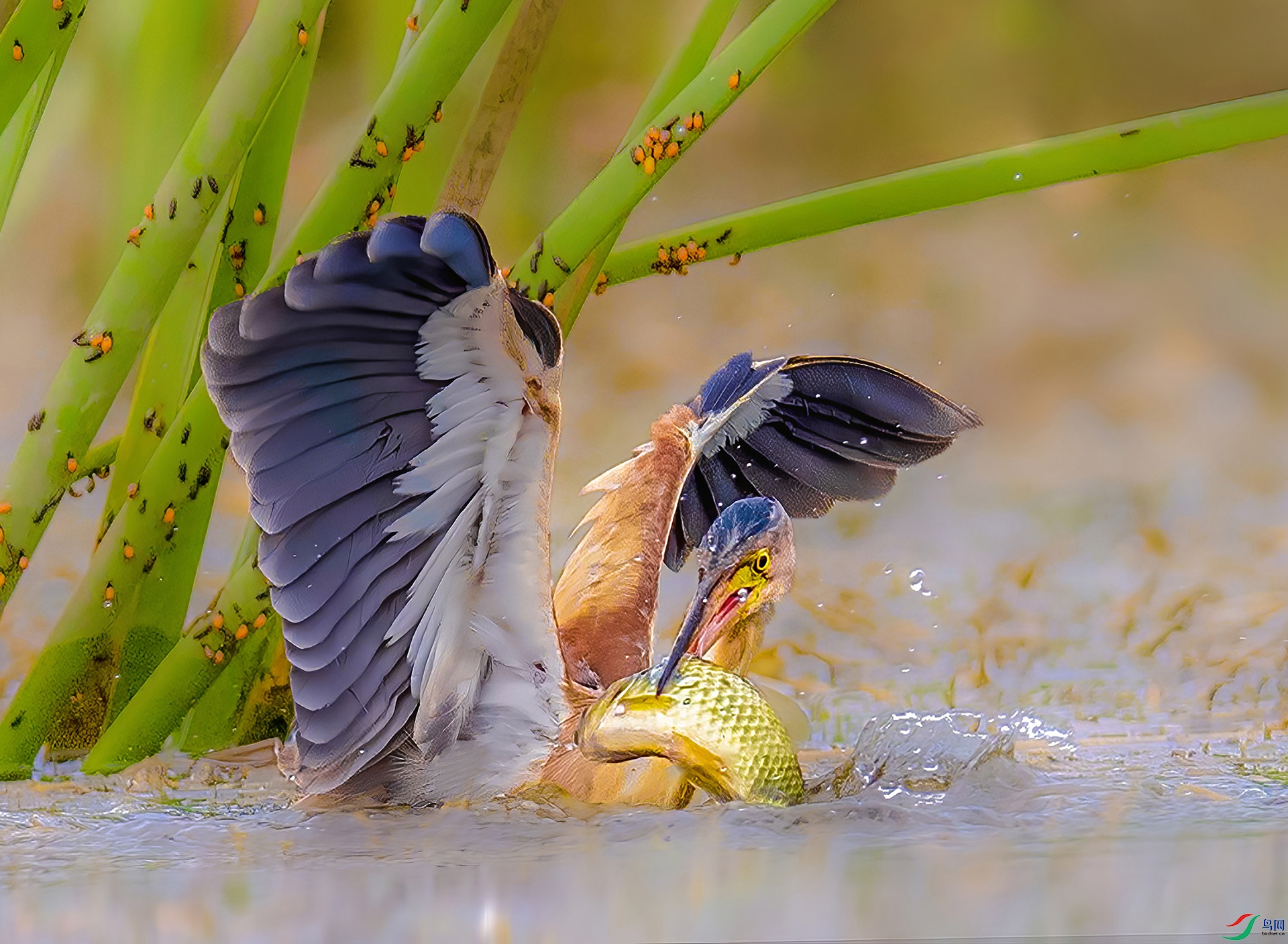 _JLN3495_2     ok.jpg