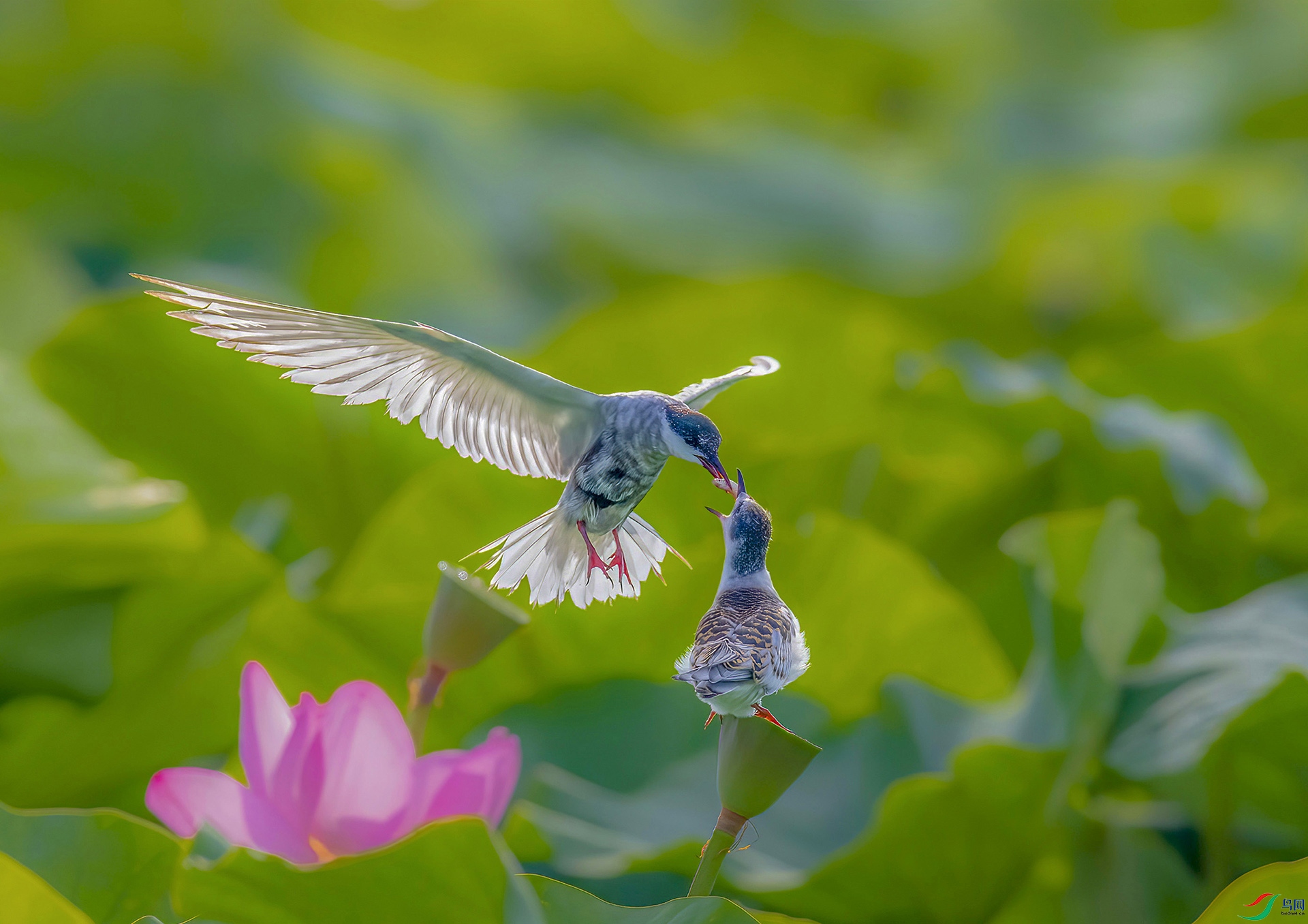 _JLN4891 -     ok.jpg