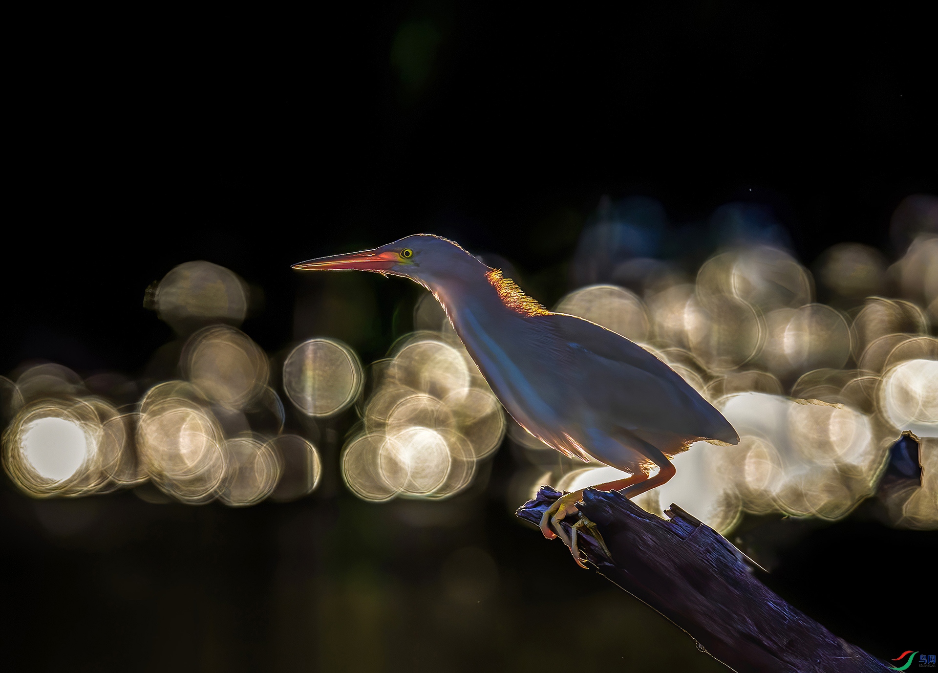 _JLN5819_1     ok.jpg