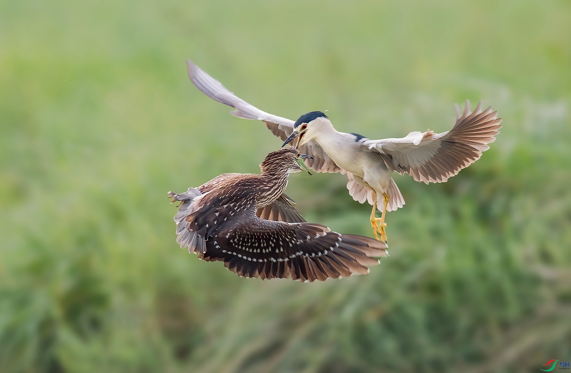 DSC_1307 ����_����.jpg