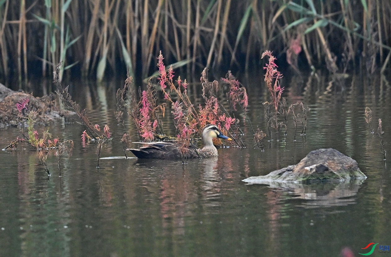 DSC_0565.jpg