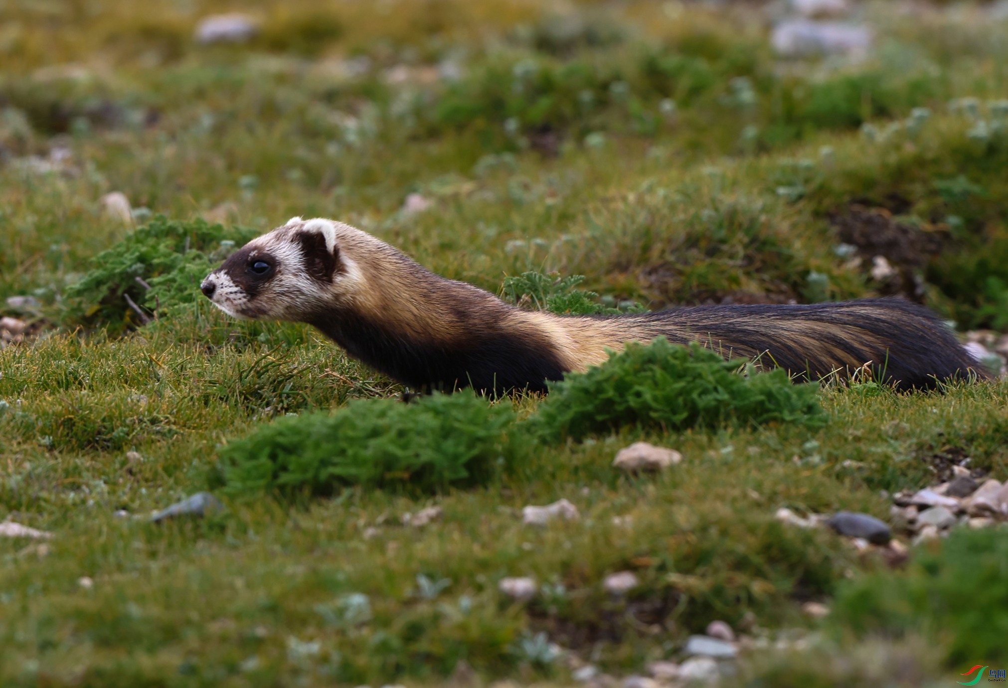 7X5A7663 - ���� (2).JPG