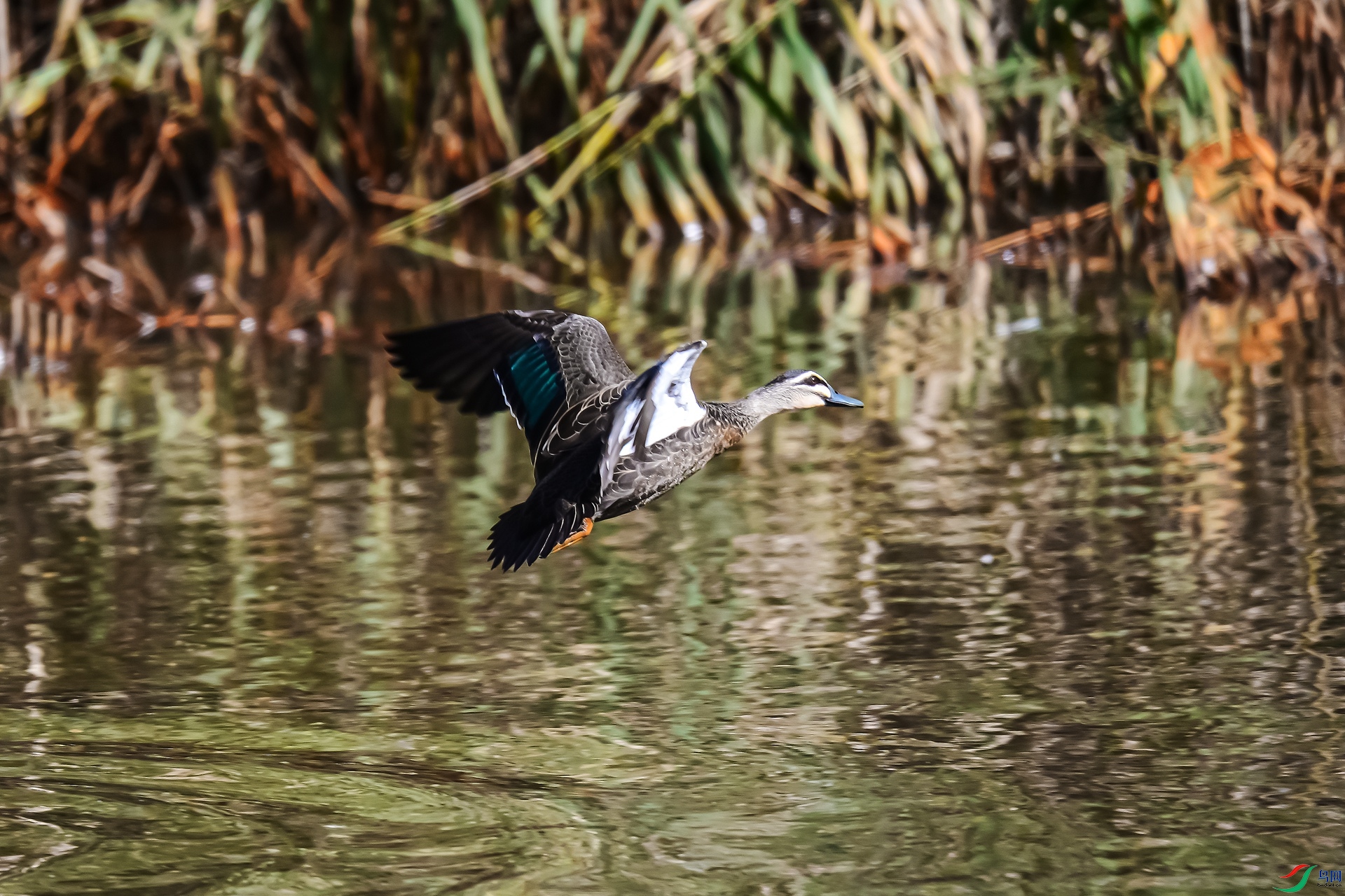 DSC_8765_����.jpg