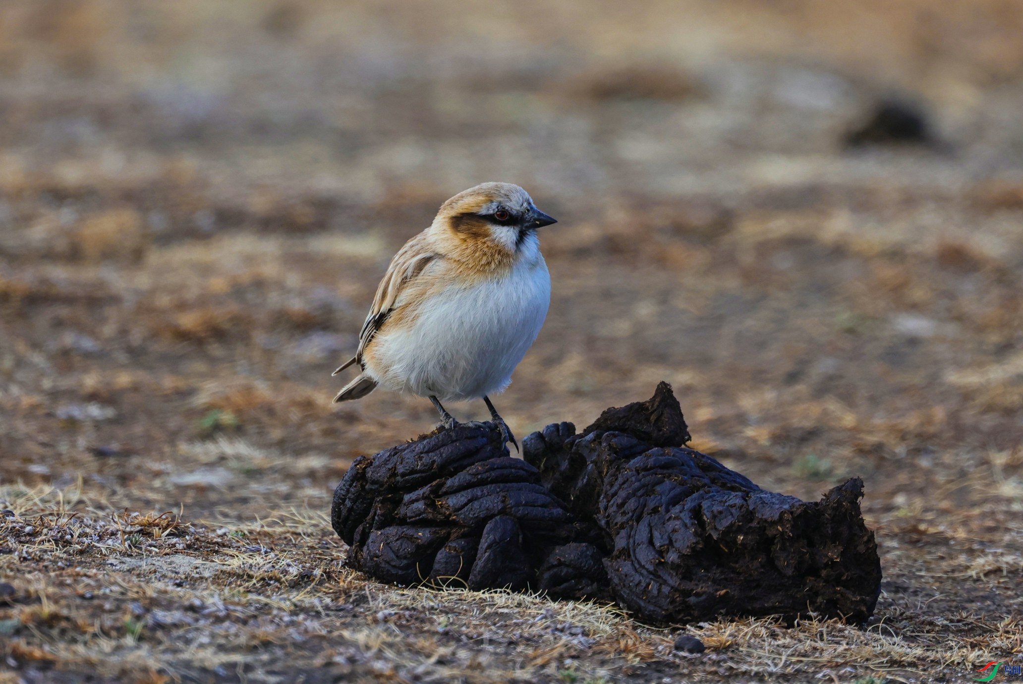 381A0215 - ���� (2).JPG