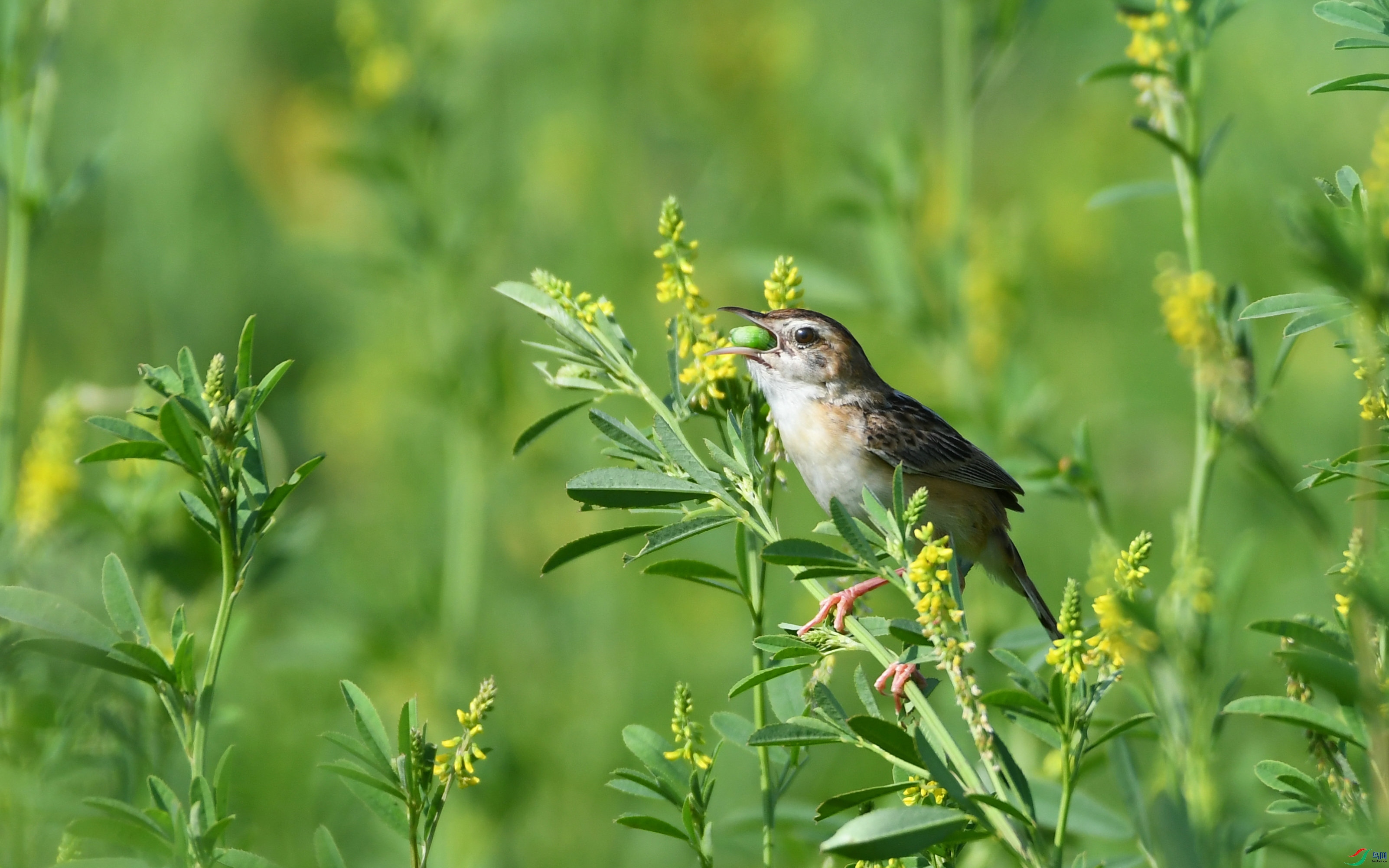 DSC_3779.JPG