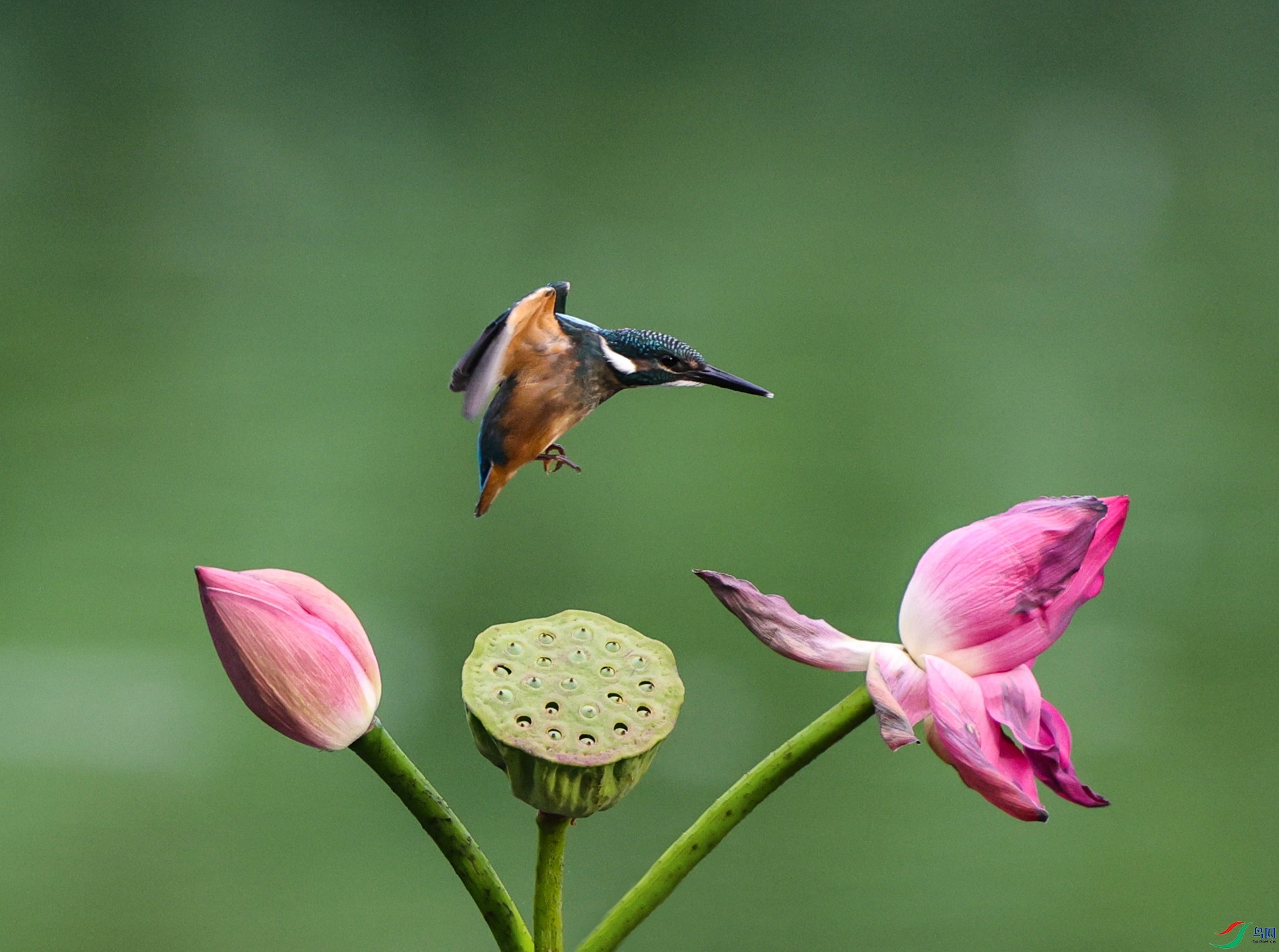 ��ͨ���񣺺ɻ��� - ����.JPG