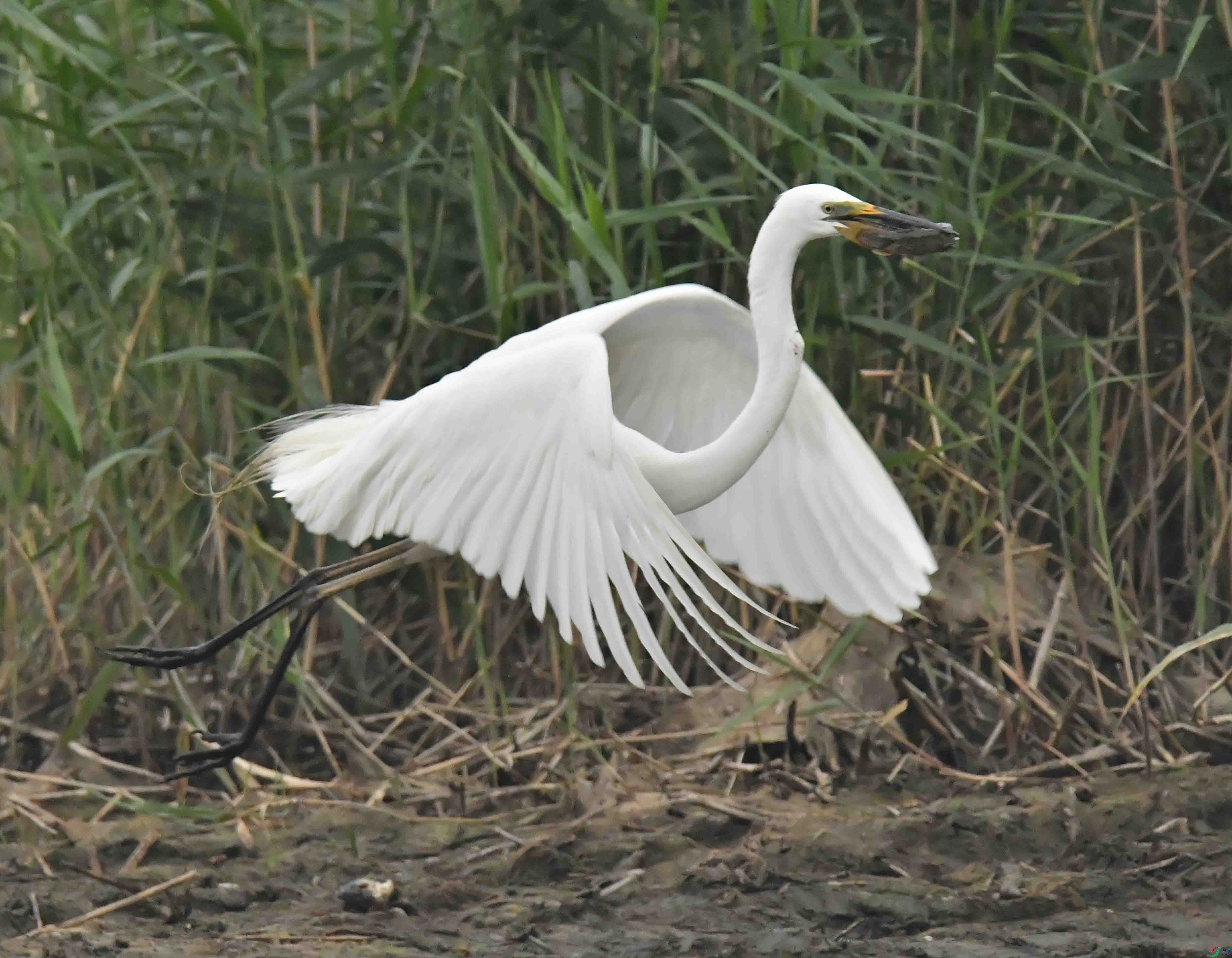 DSC_9796.JPG