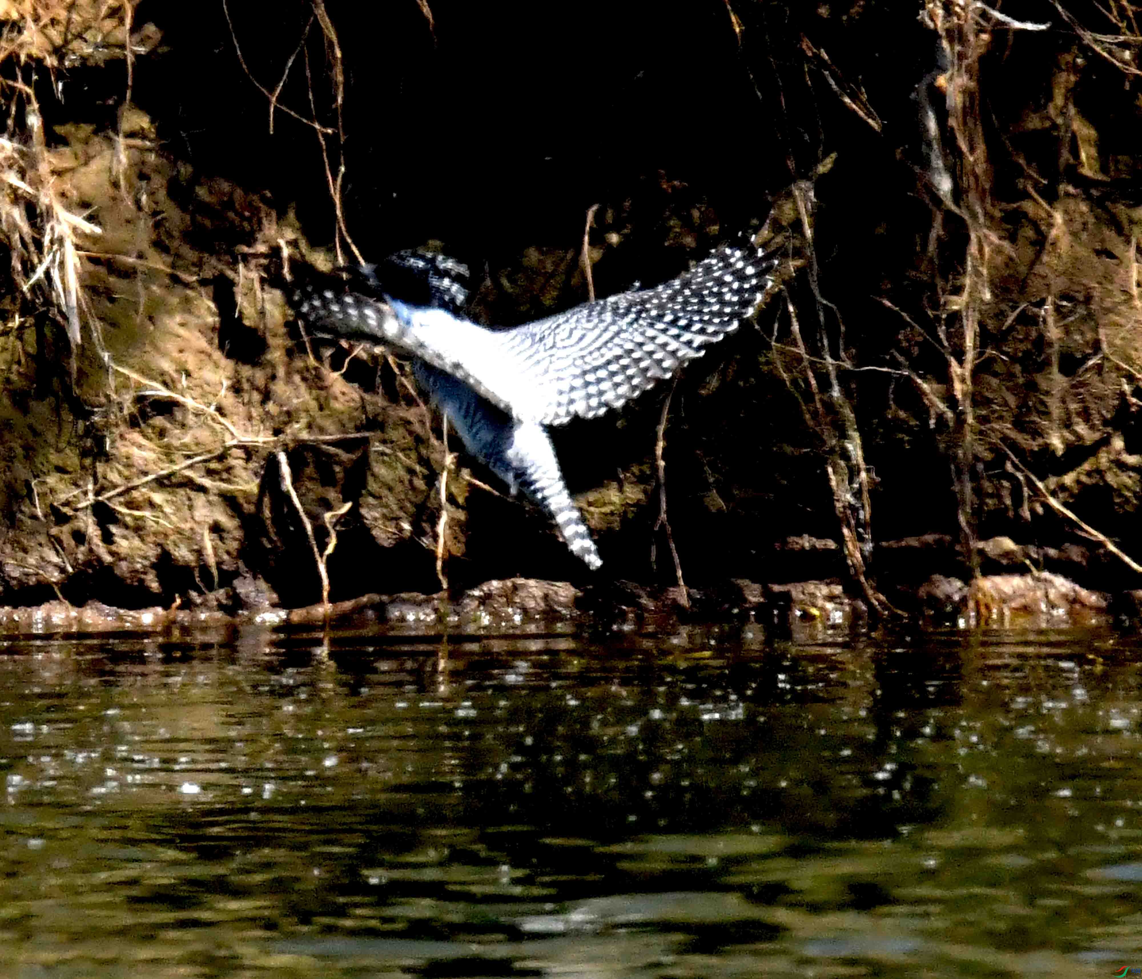 DSC_3895.JPG