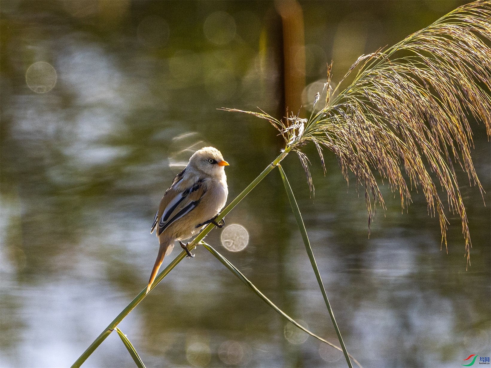 1K3A7758 ����1.jpg