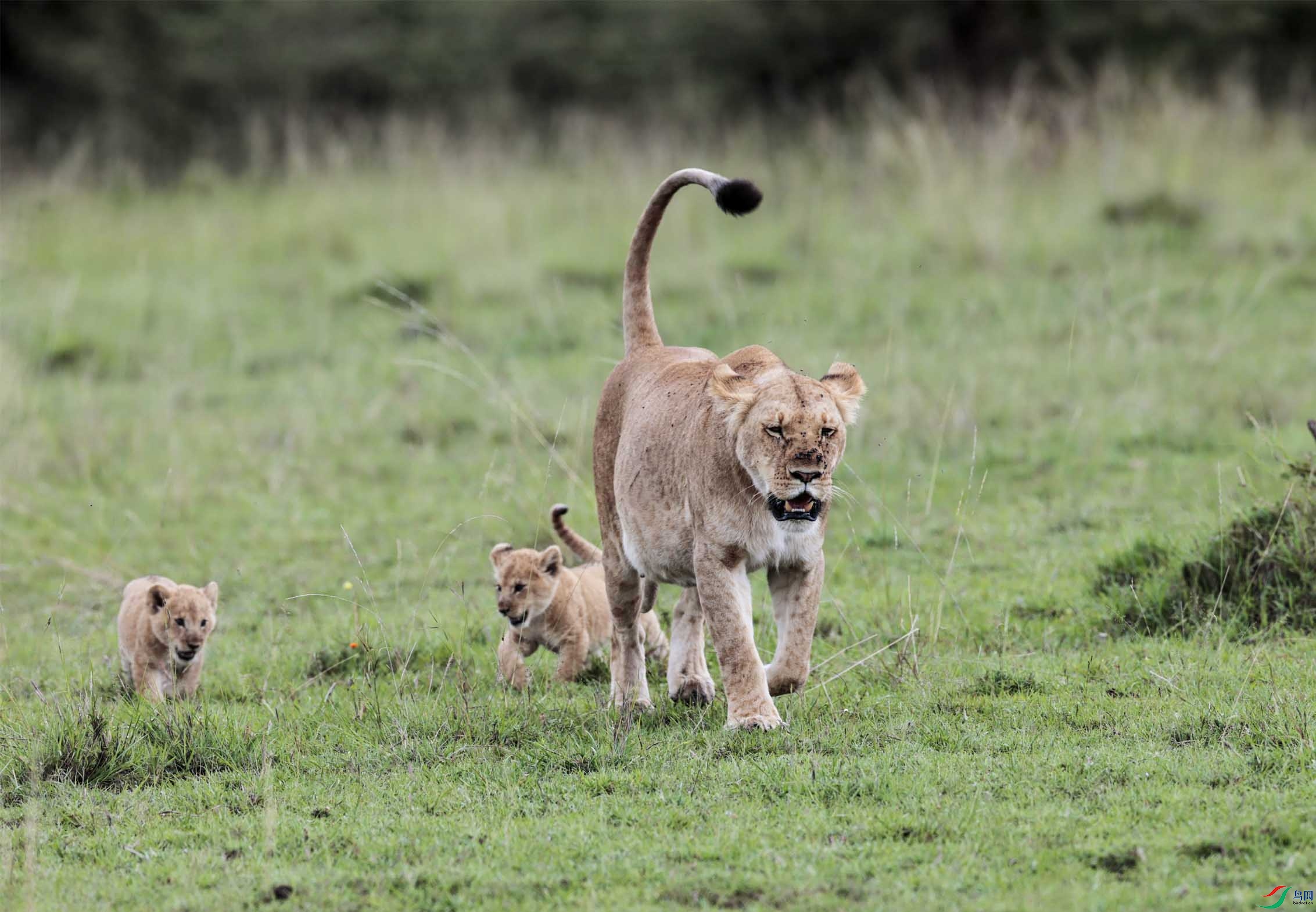 ���캢���Ǽ���ʨȺ ����.jpg