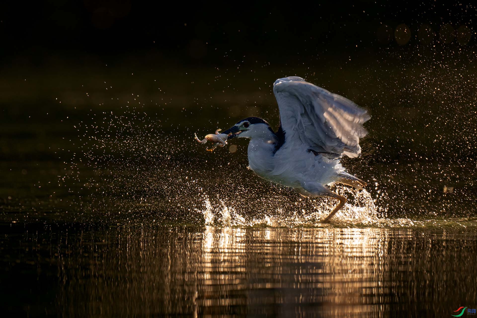 ������Ӱ