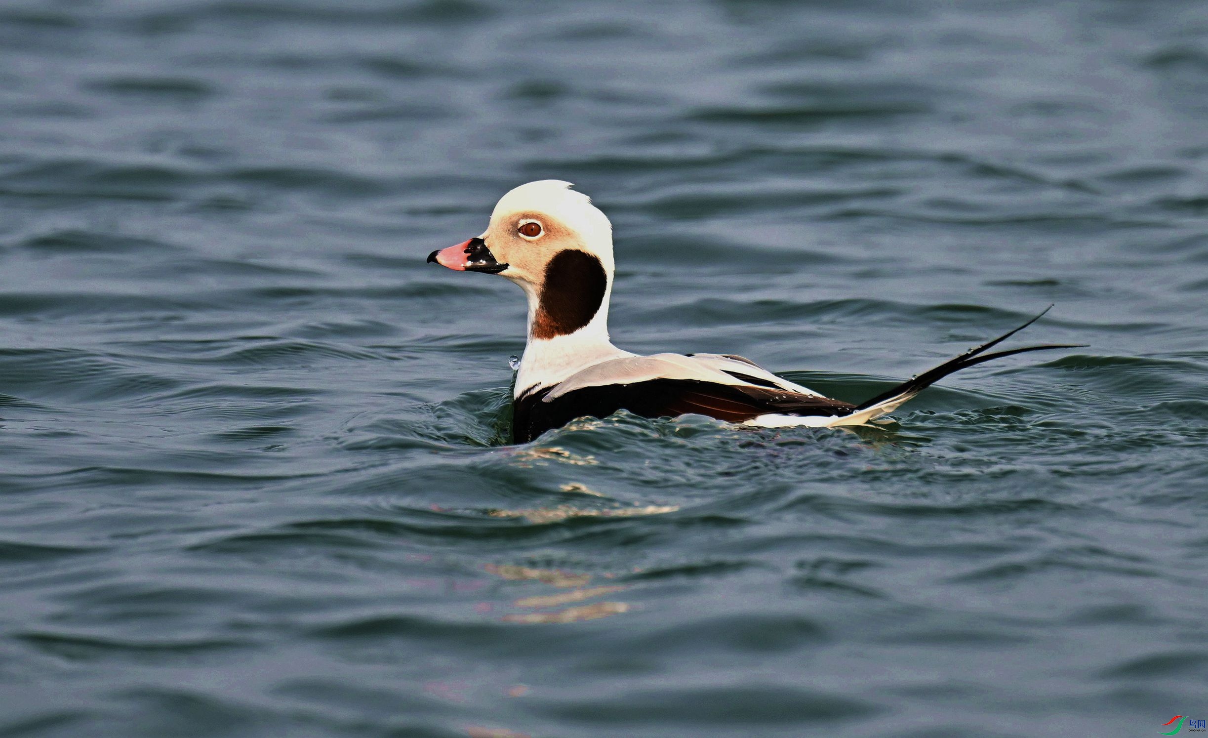 ���ں����Ρ�