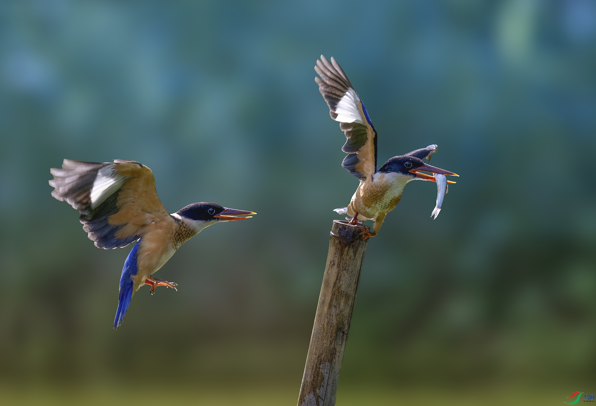 _DSC4619 ���� 3a.jpg