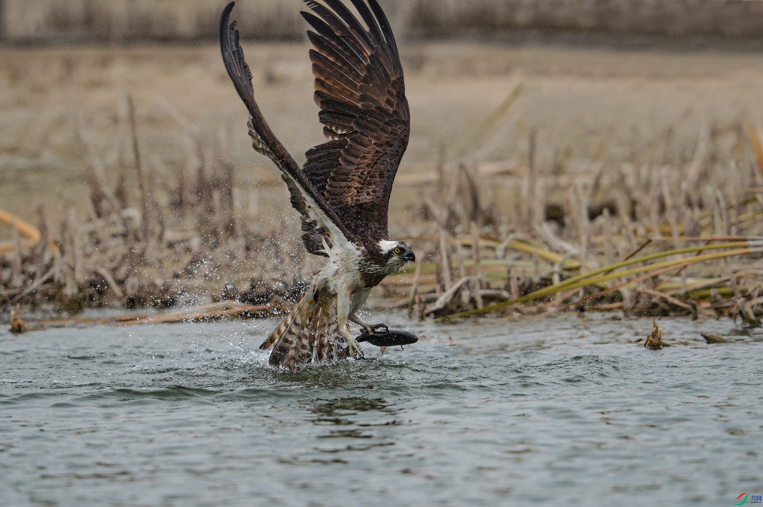 DSC_6379 - ����.jpg