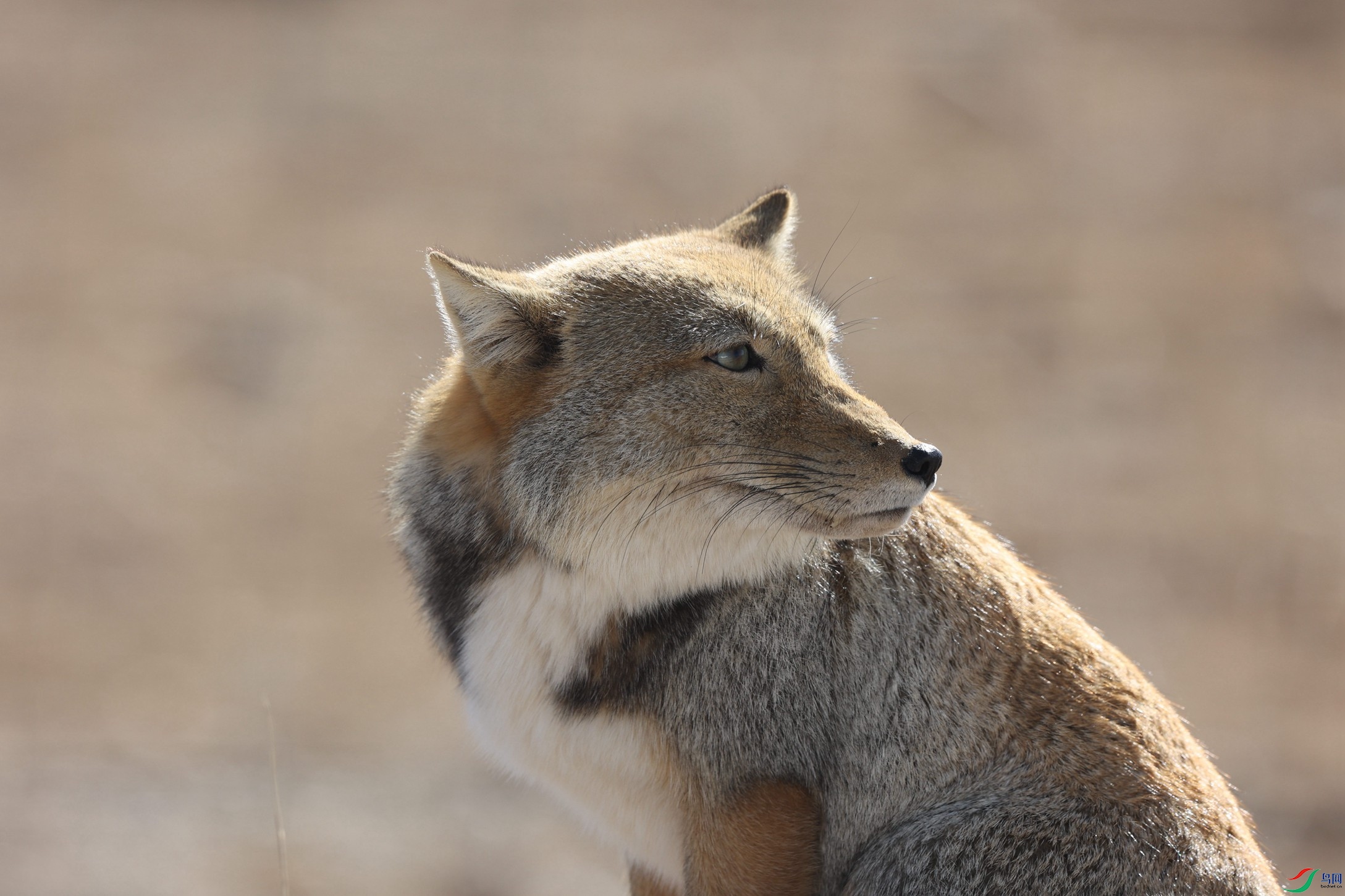 381A0919 - ����.JPG