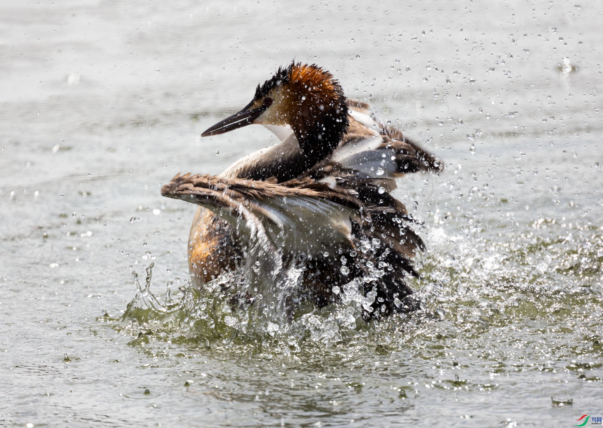 381A0871-2 - ����_����.jpg