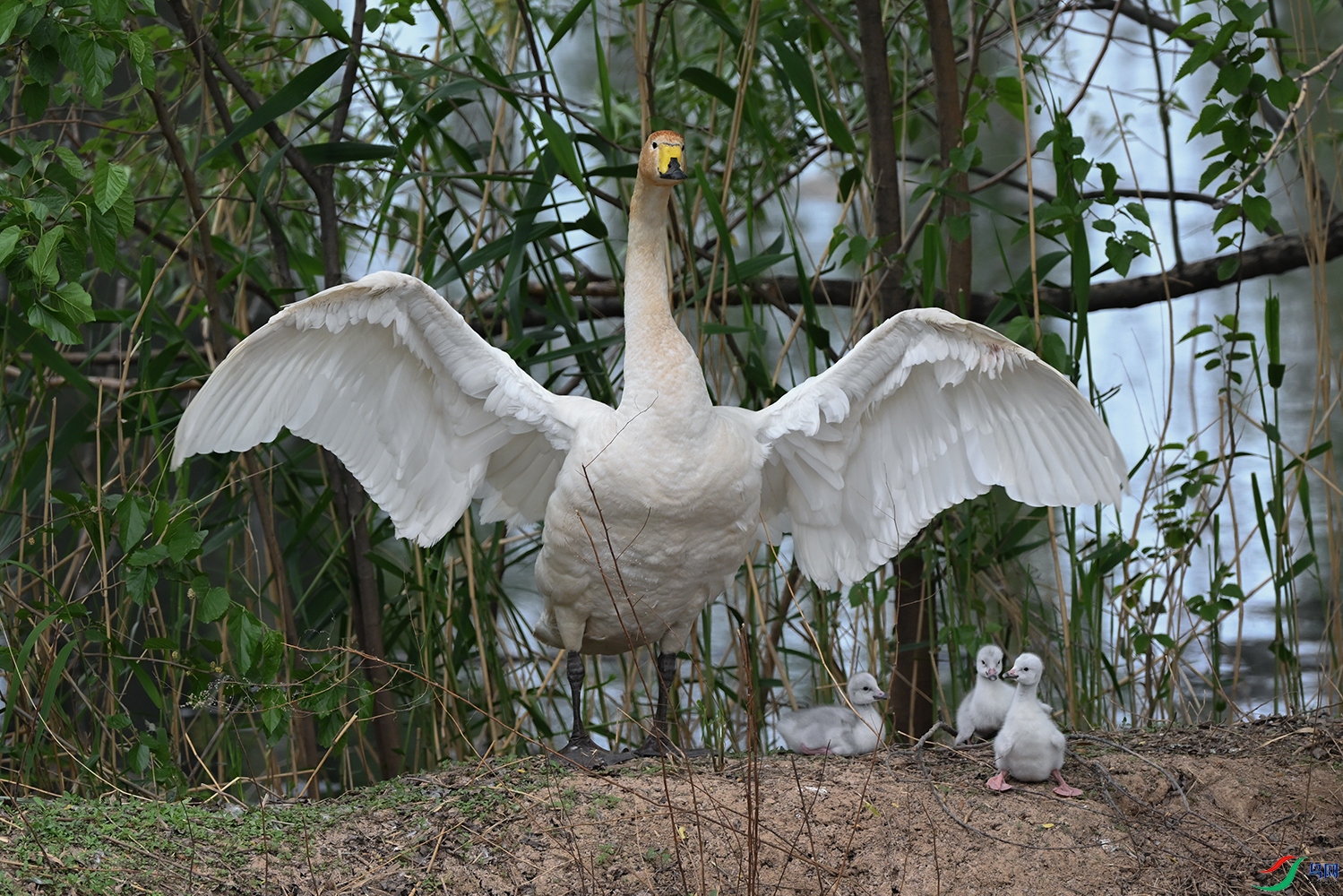 DSC_8654.jpg