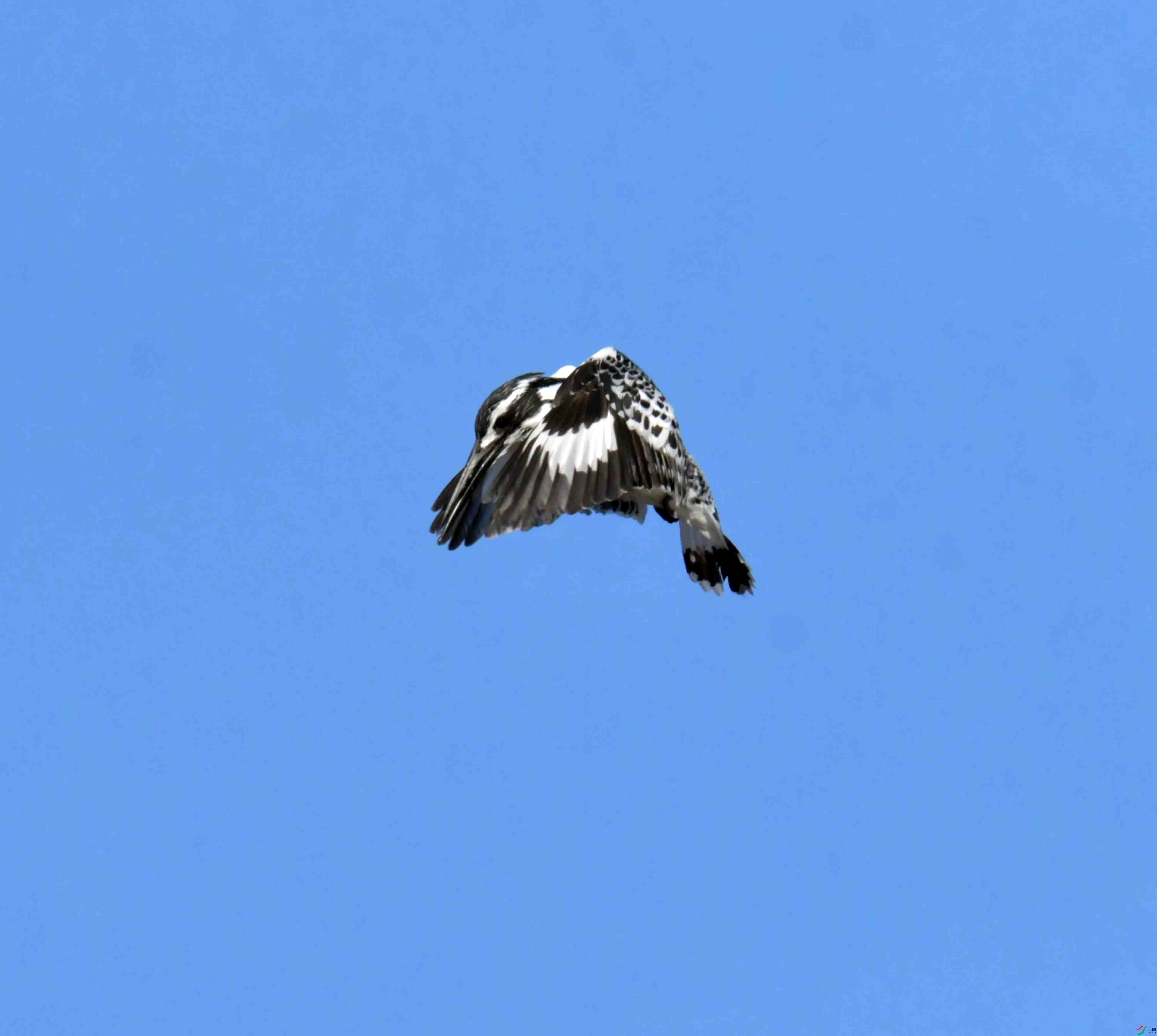 DSC_0904.JPG