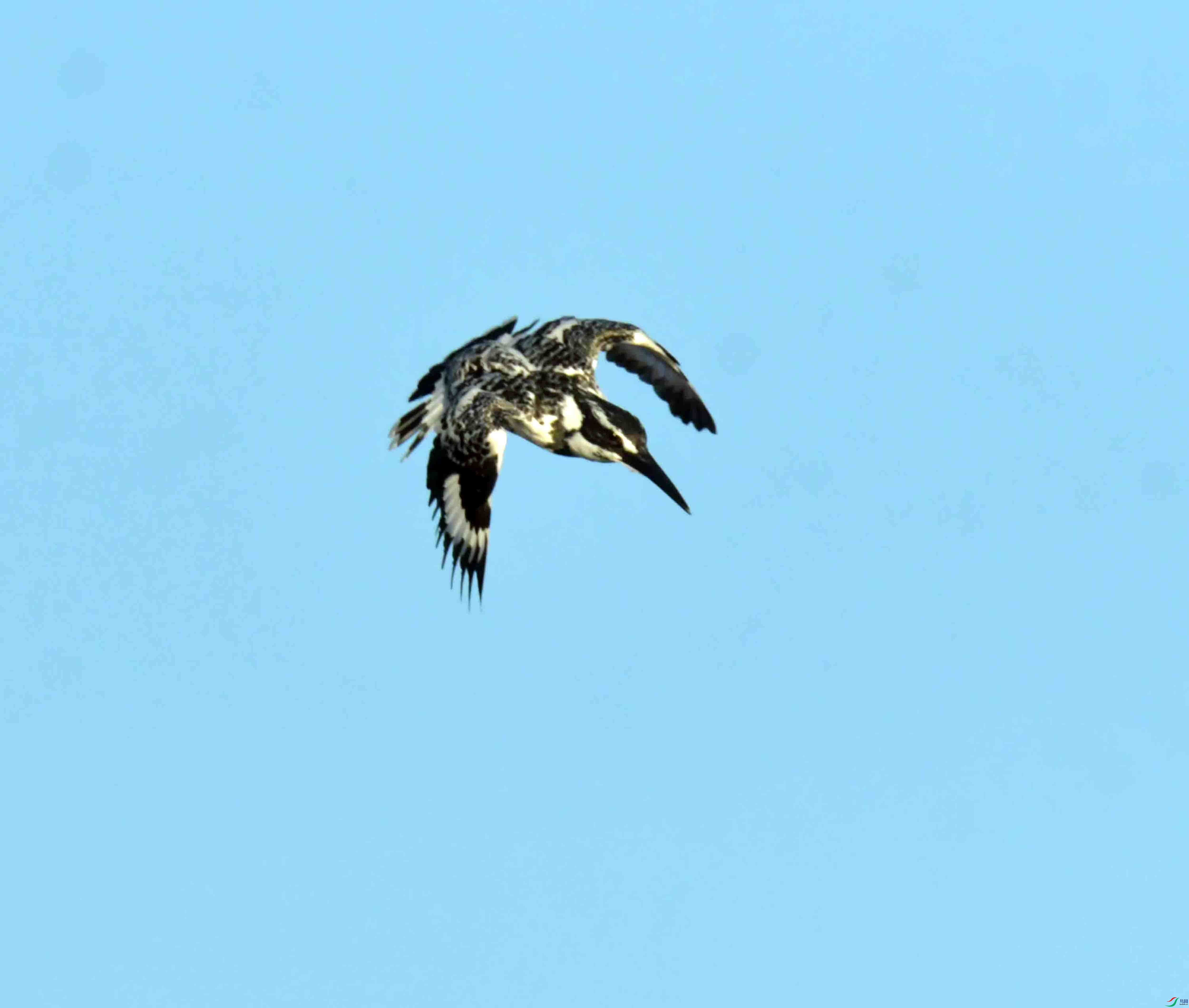 DSC_3930.JPG