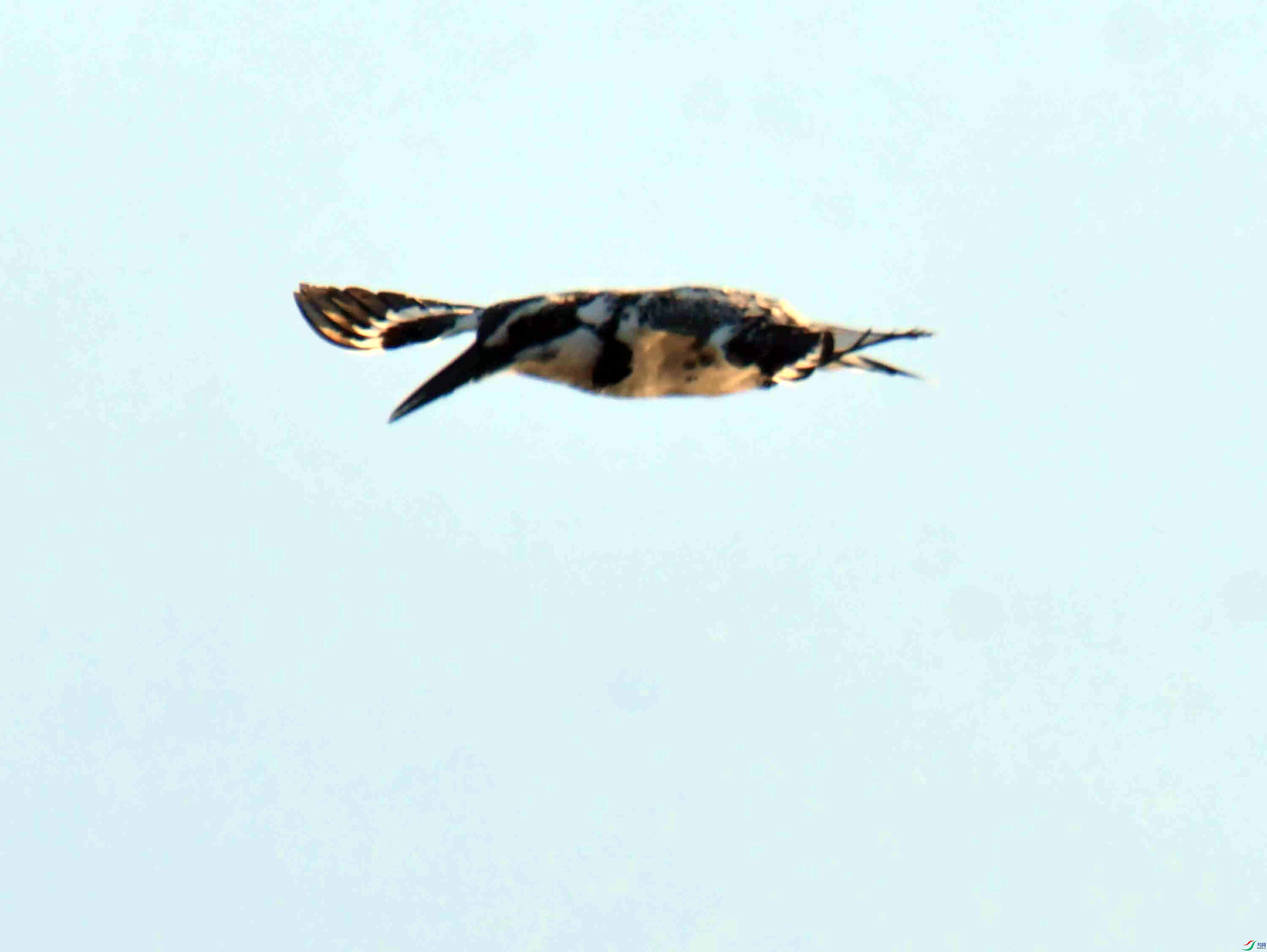 DSC_4026.JPG
