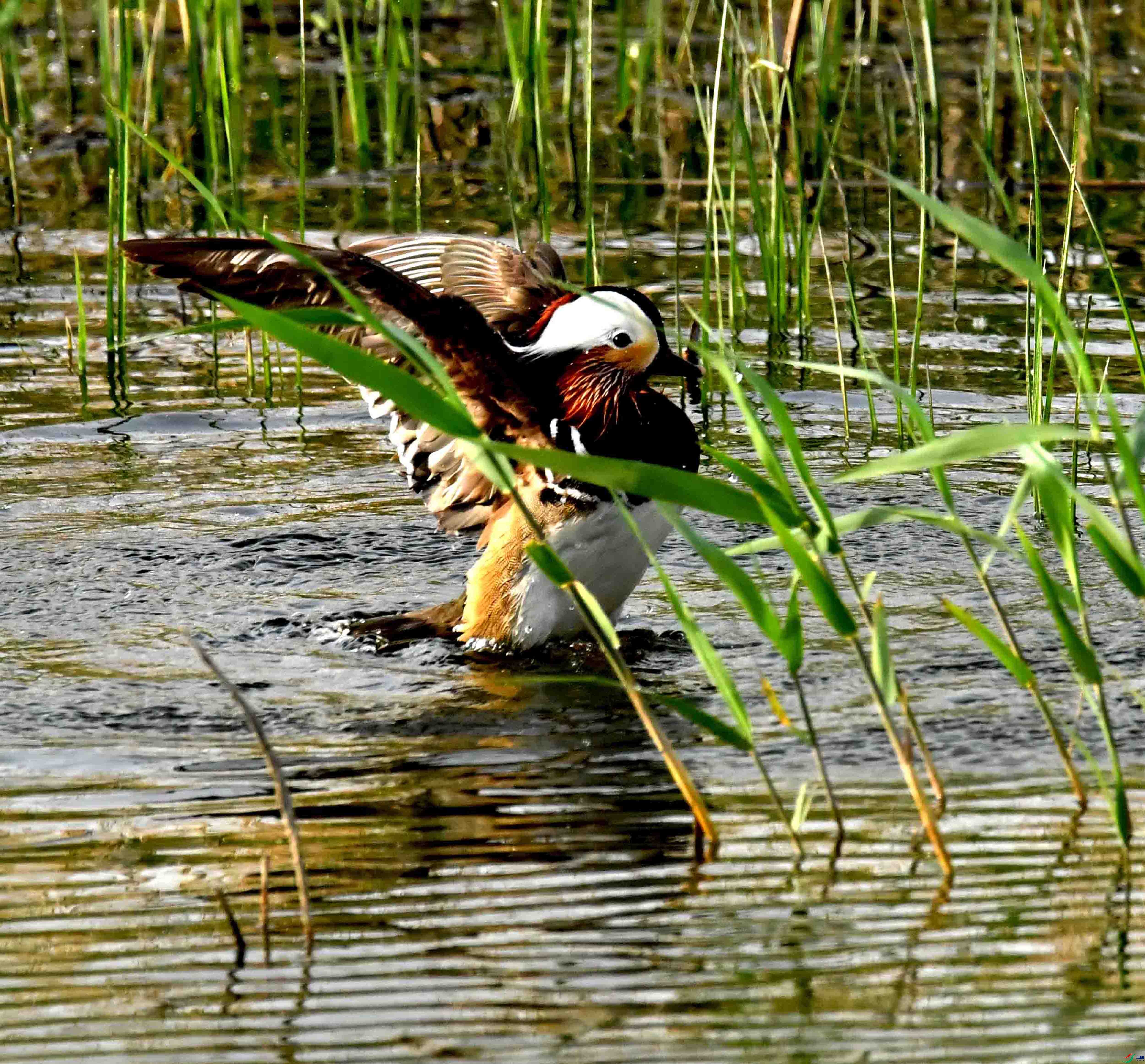 DSC_1930.JPG