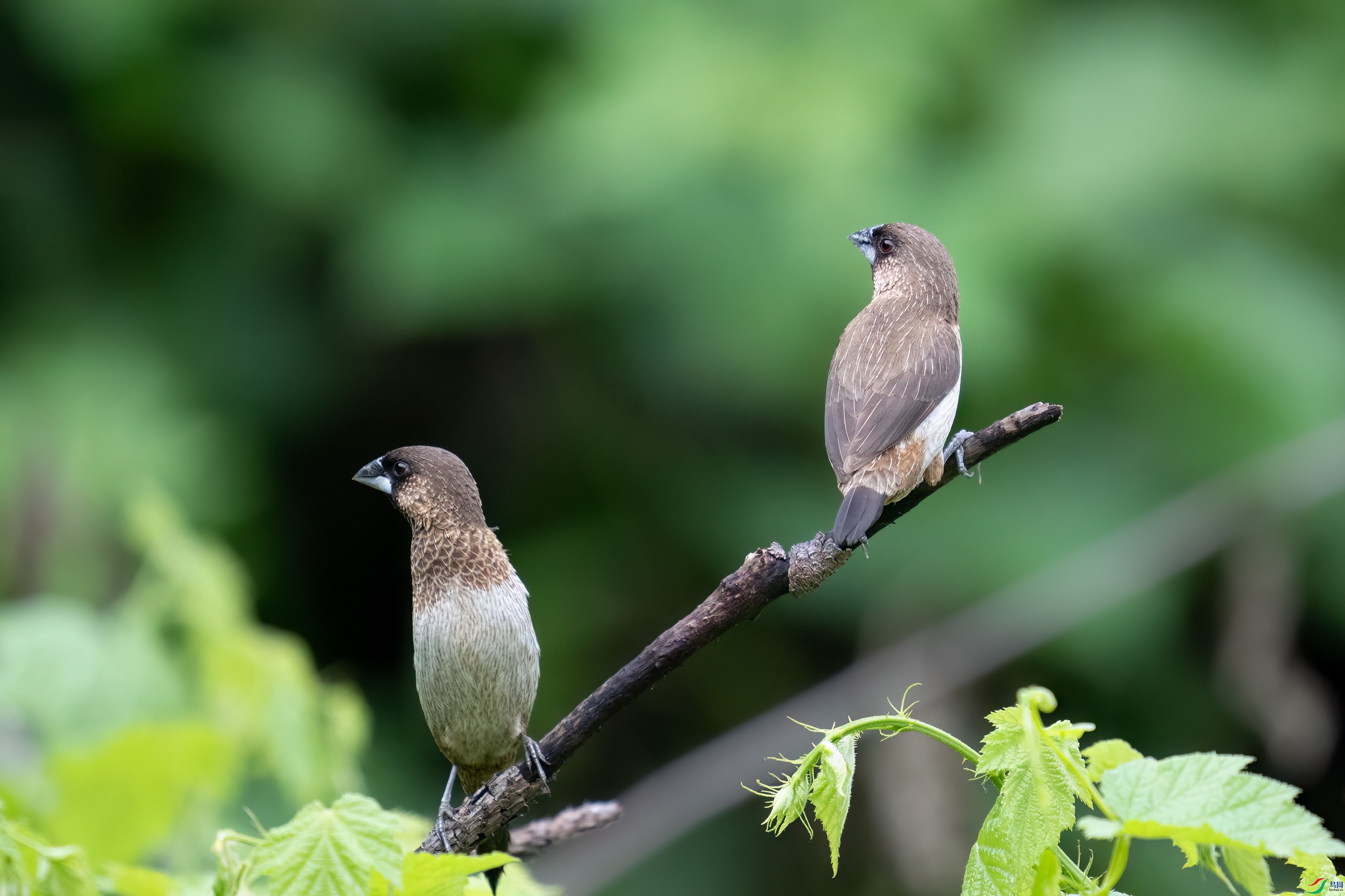 DSC_0738.jpg