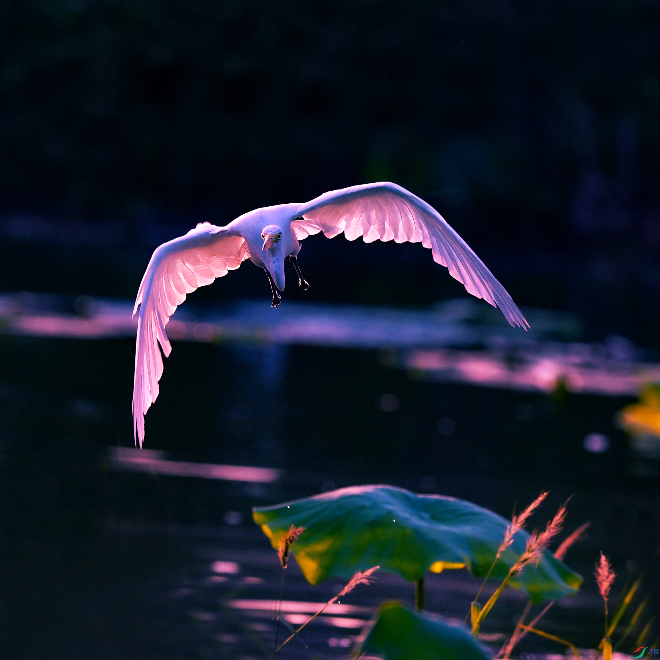 DSC_4401.jpg