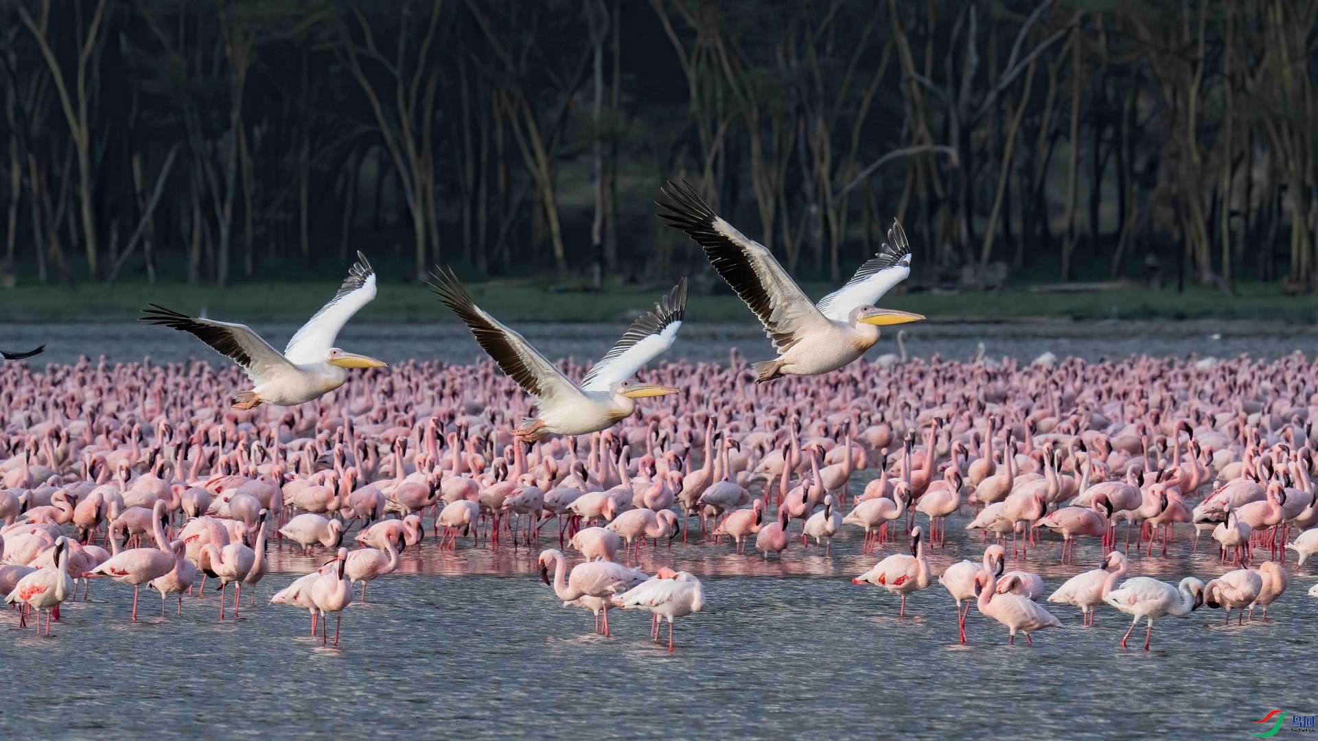 DSC03741-denoise-denoise (2).jpg