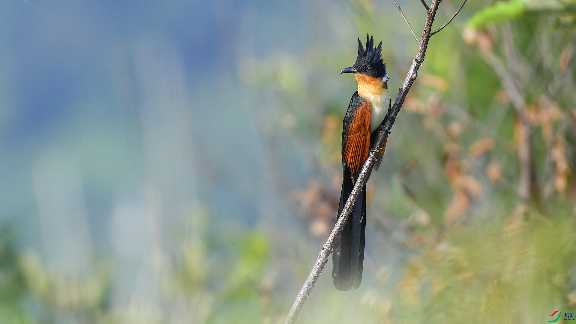 DSC_9nn853.jpg