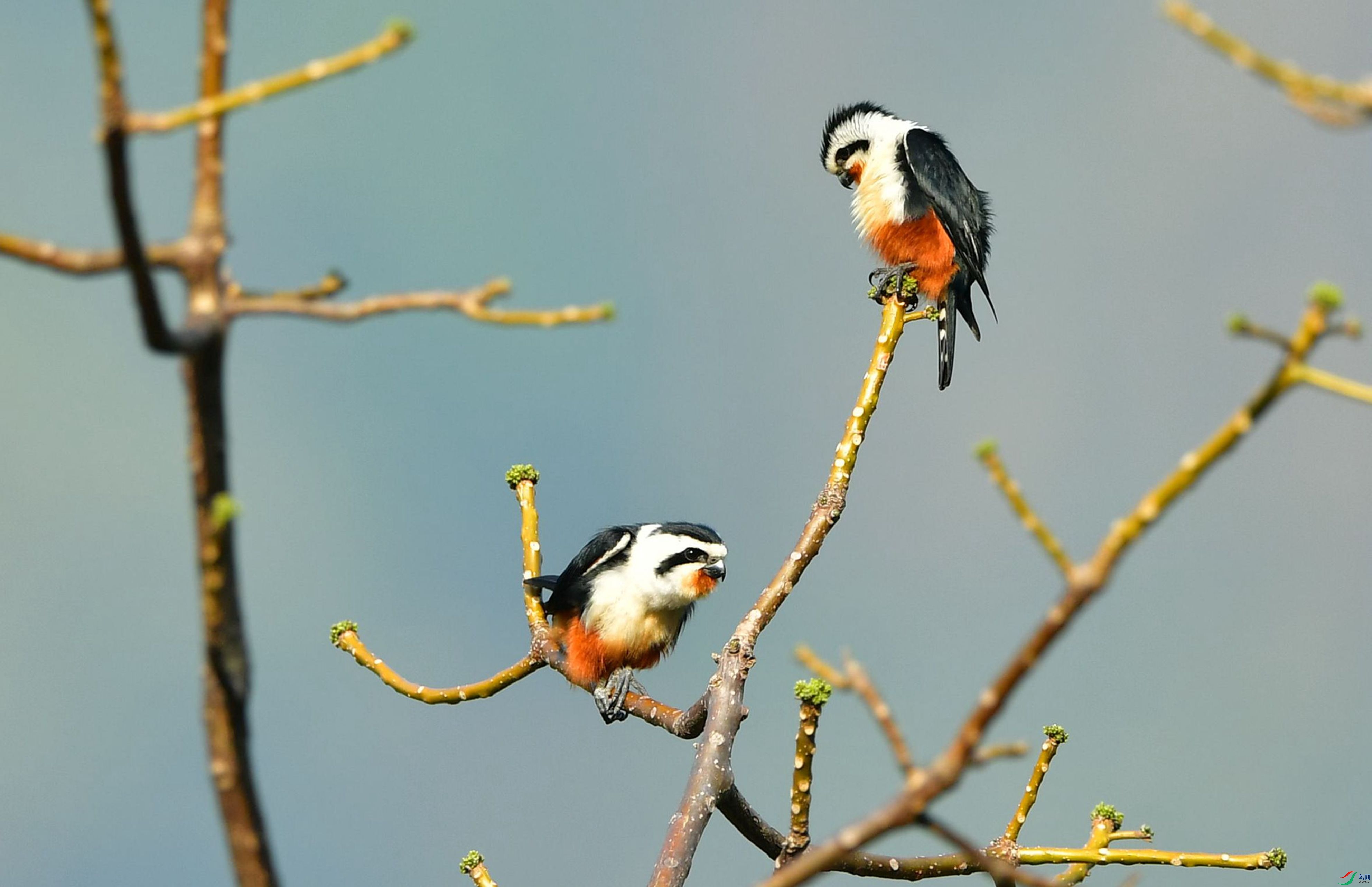 �࿴�����ᡣ