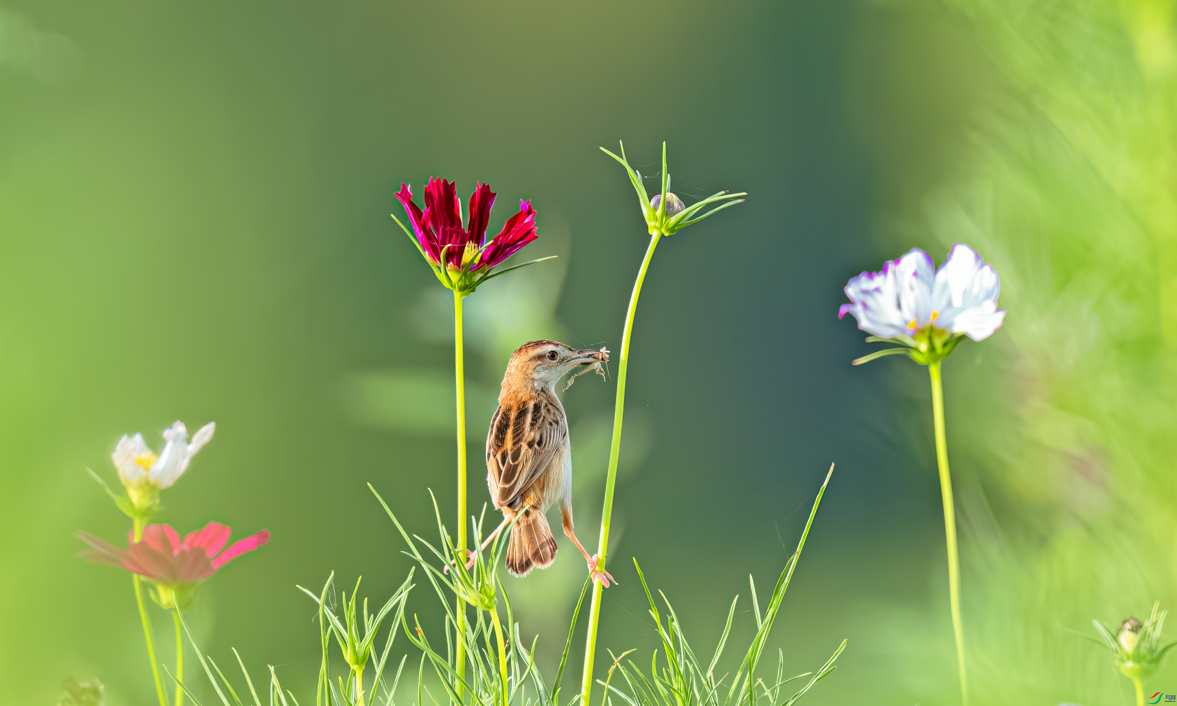 �������������в��š�