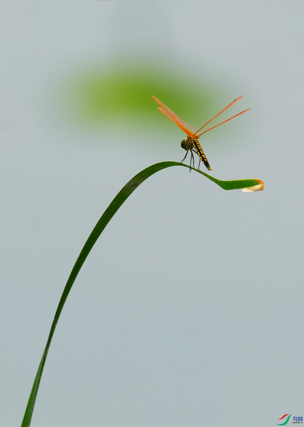 DSCF5468.jpg