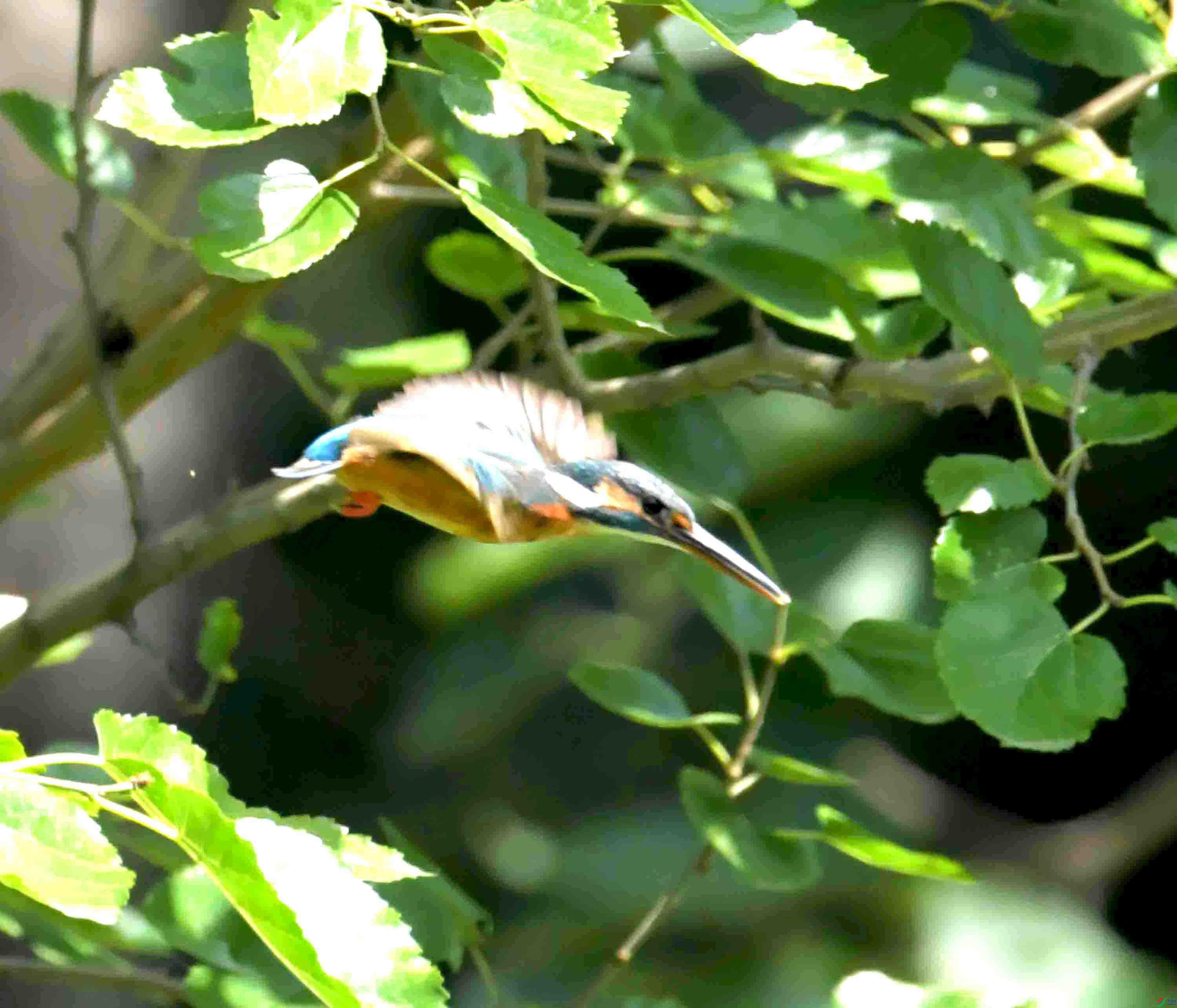 DSC_2933.jpg