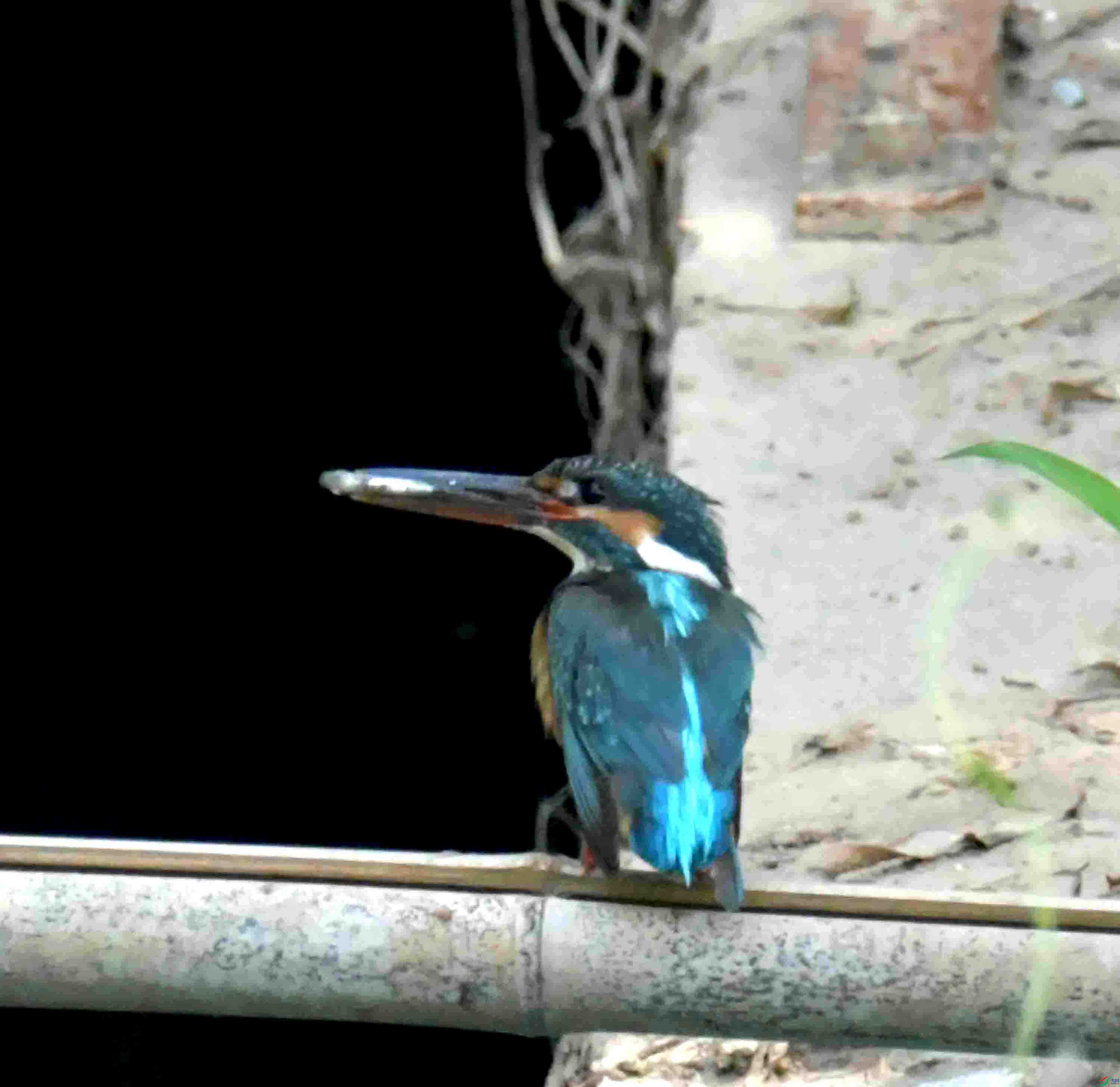 DSC_2949.JPG