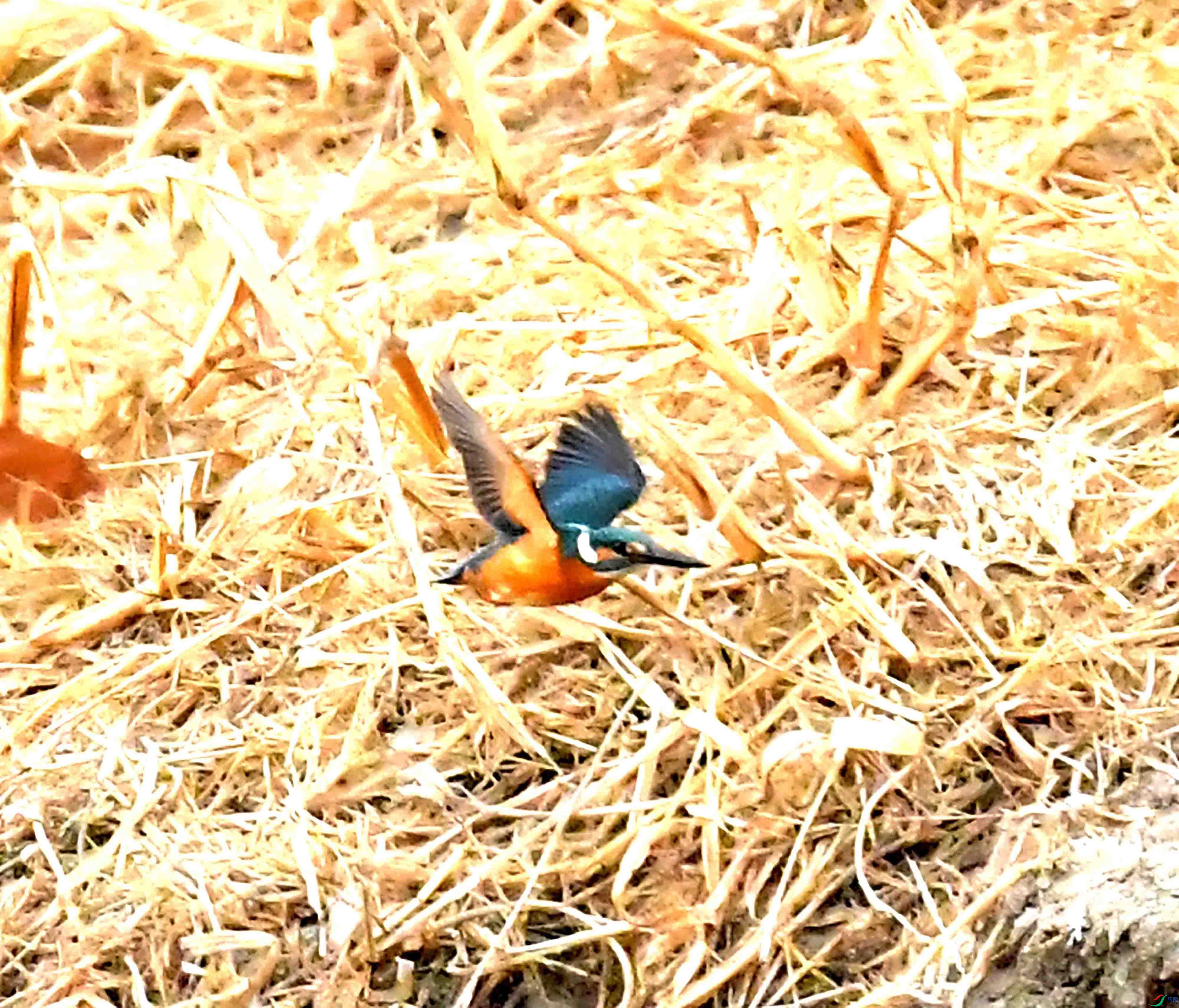DSC_3070.JPG