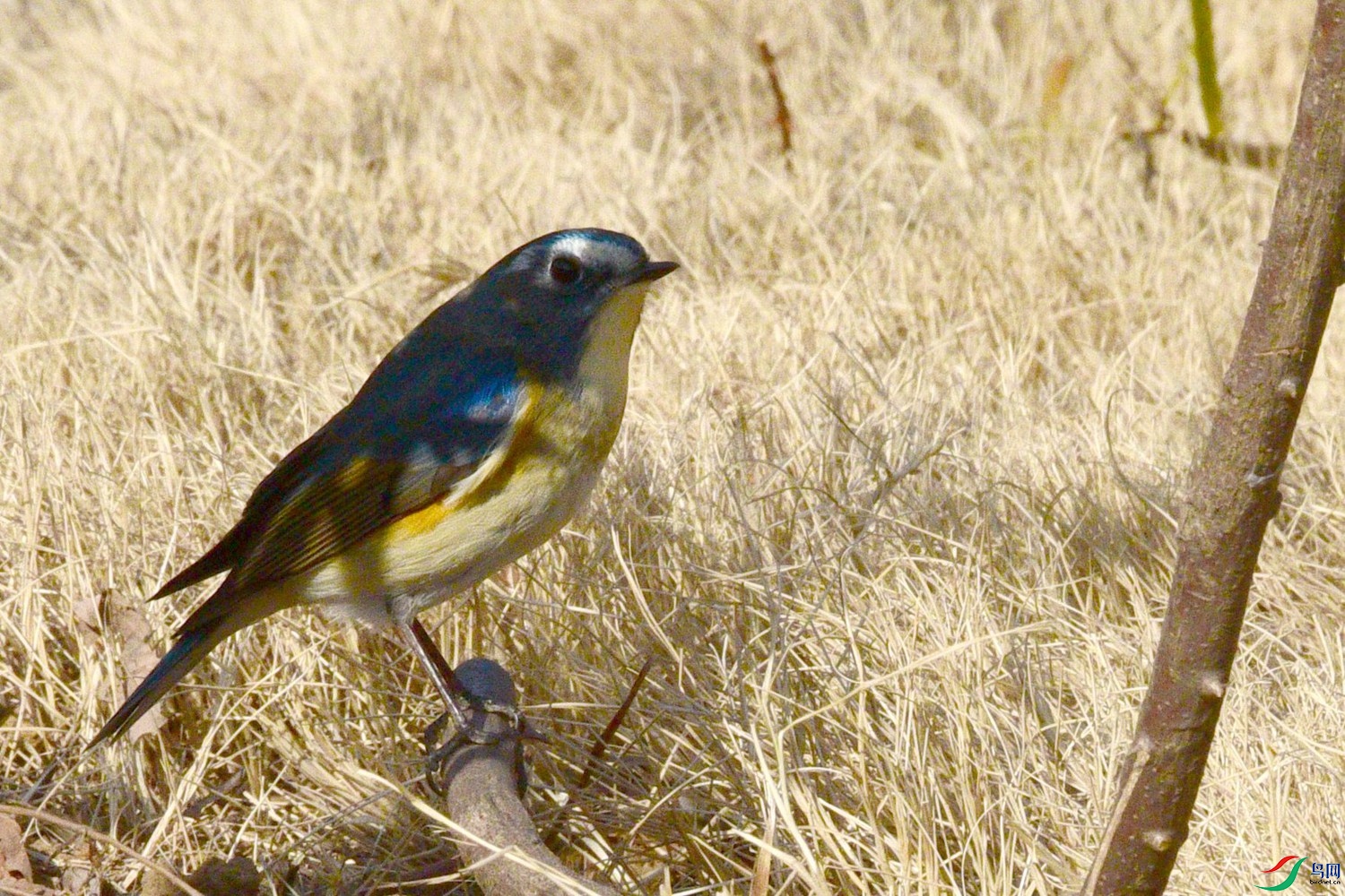 DSC_1738.JPG