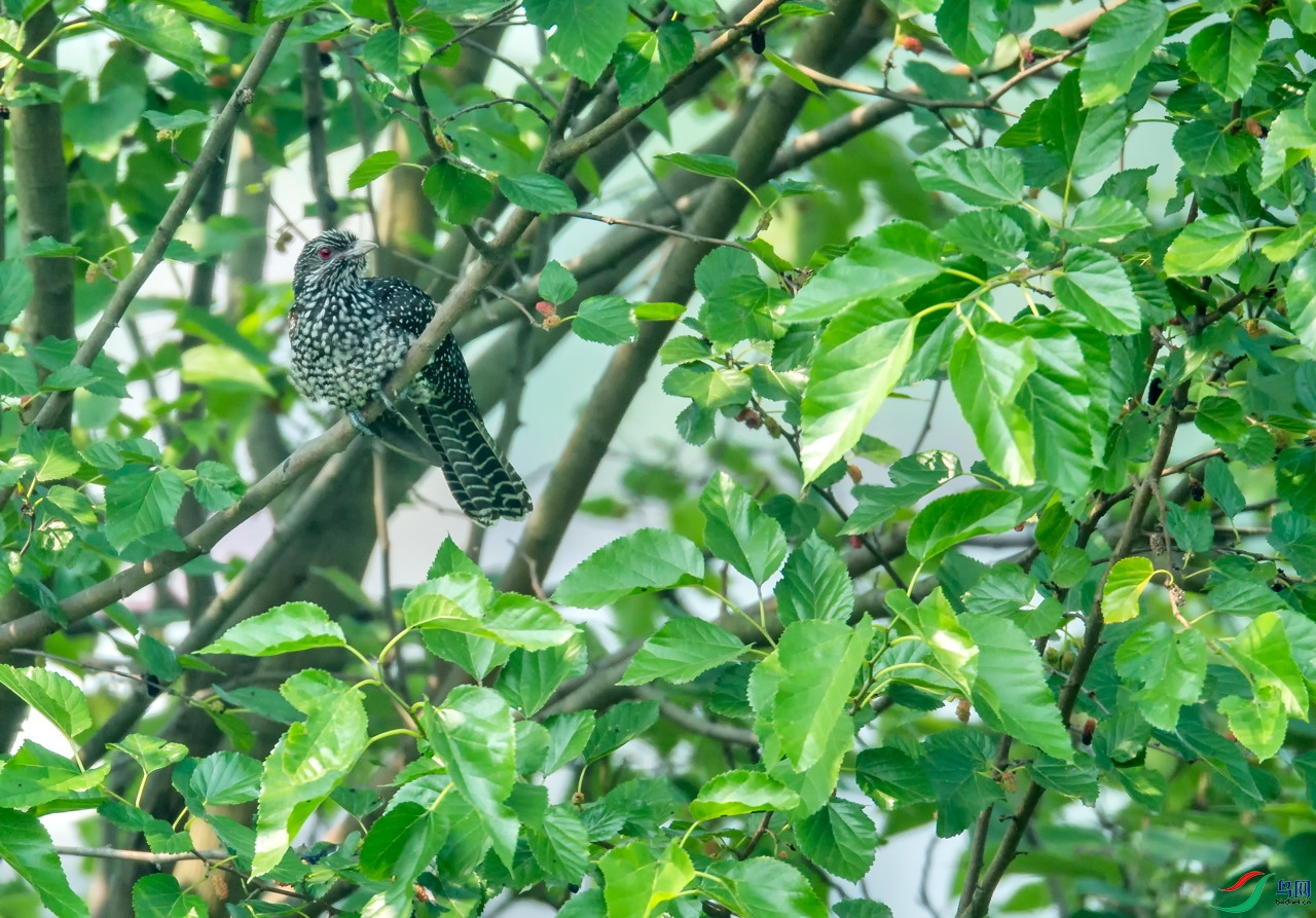 _TAO9690.jpg