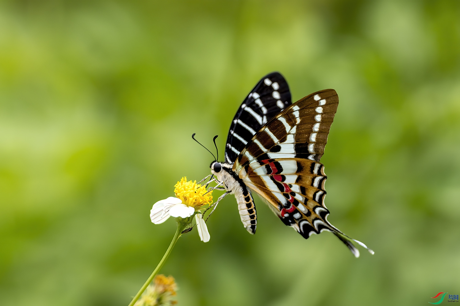 P6121110-����̷��.jpg
