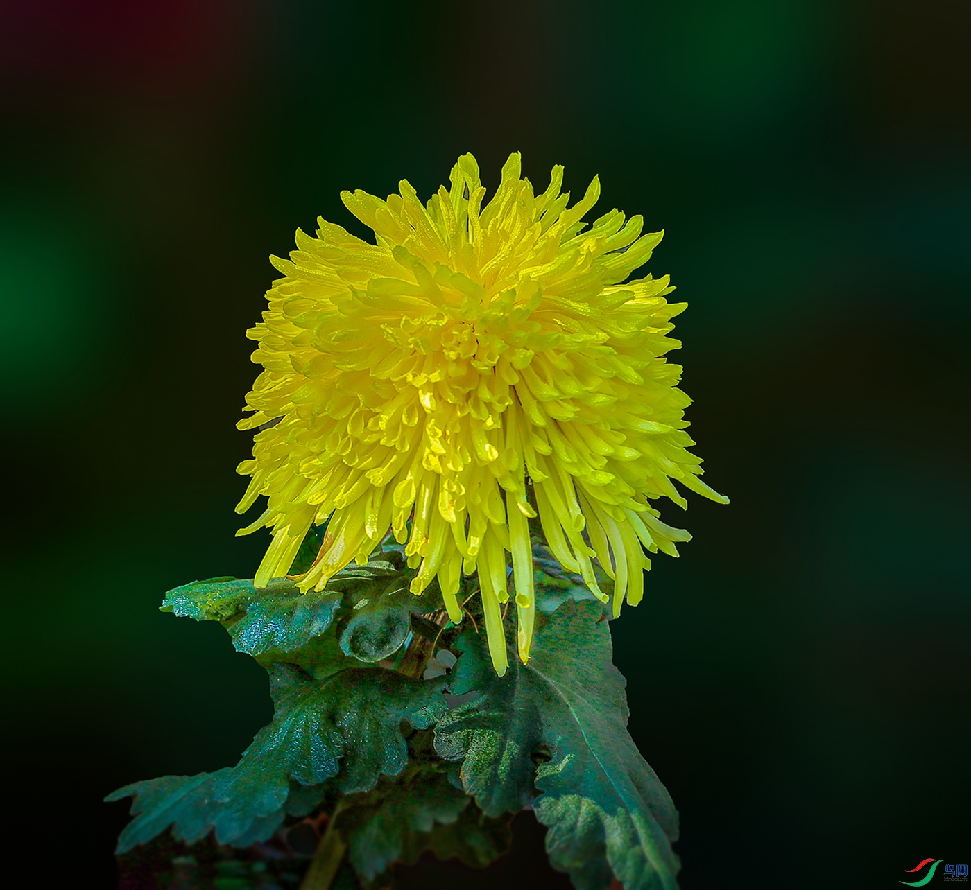 001615832IMG_0864 �����1000k.jpg