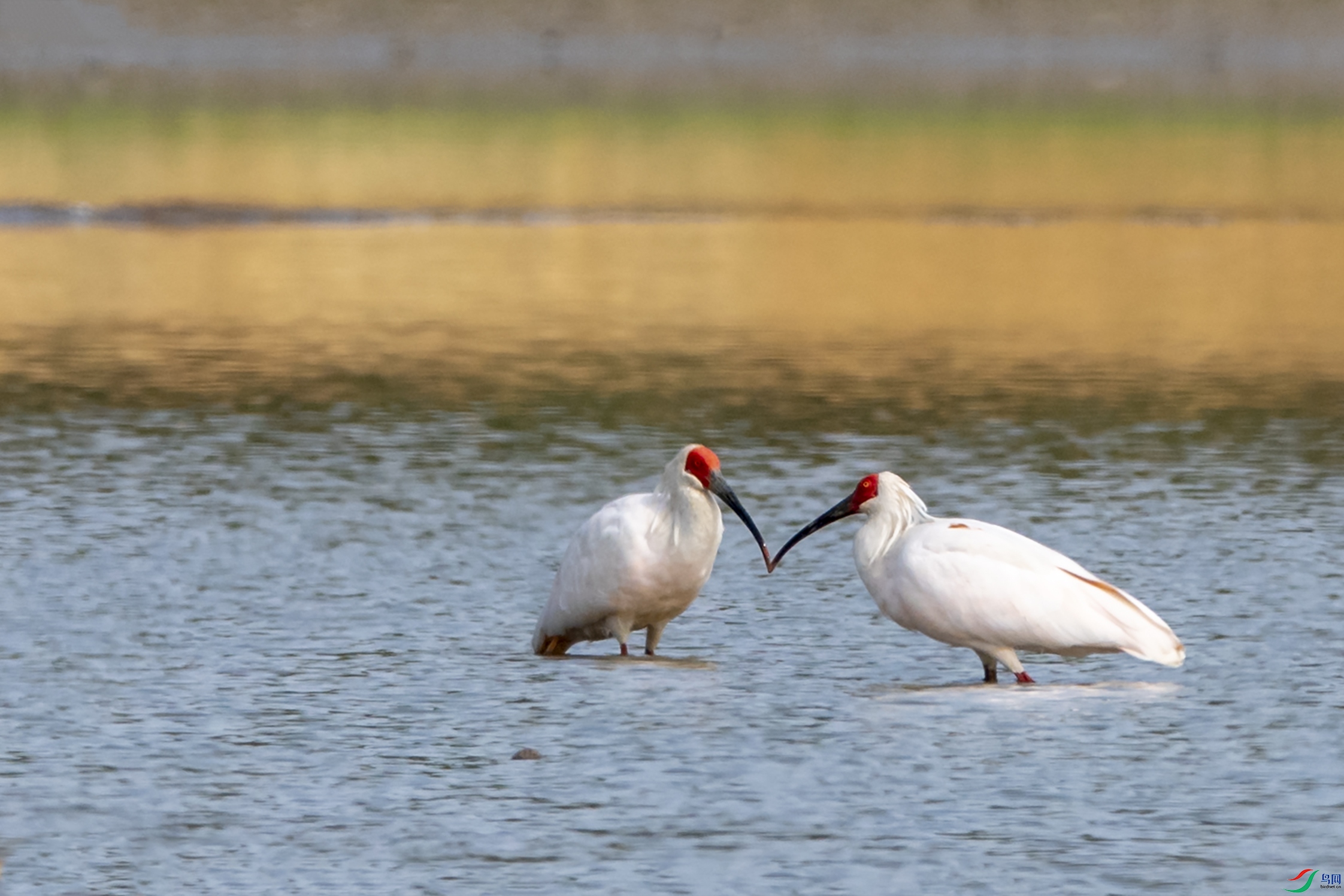 3175 ��������.jpg