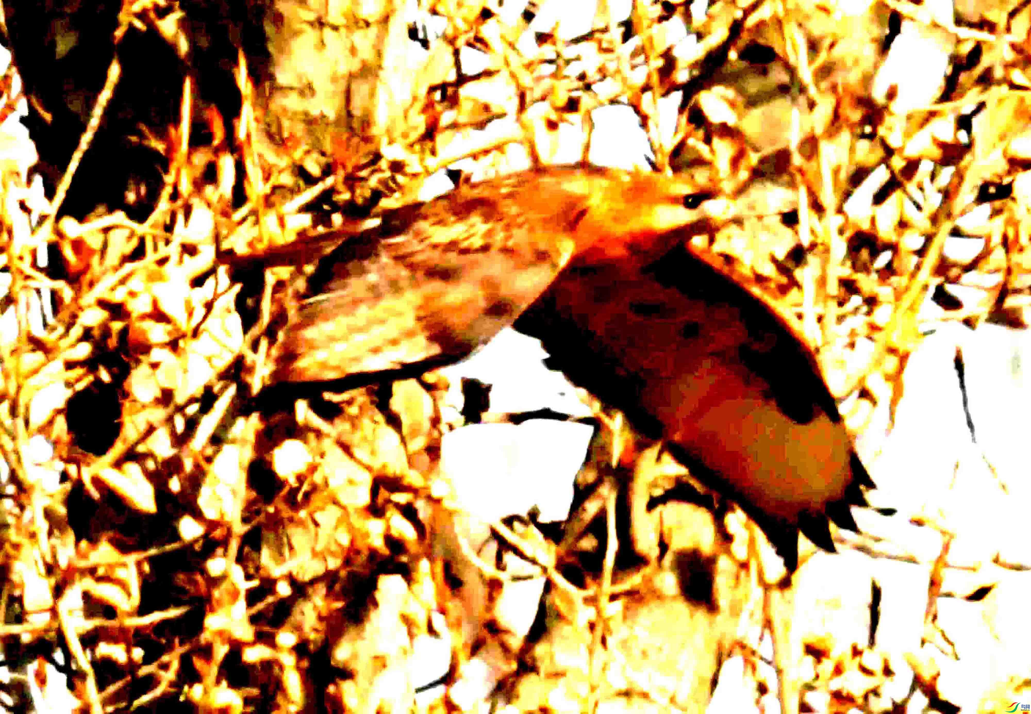 DSC_2382.JPG
