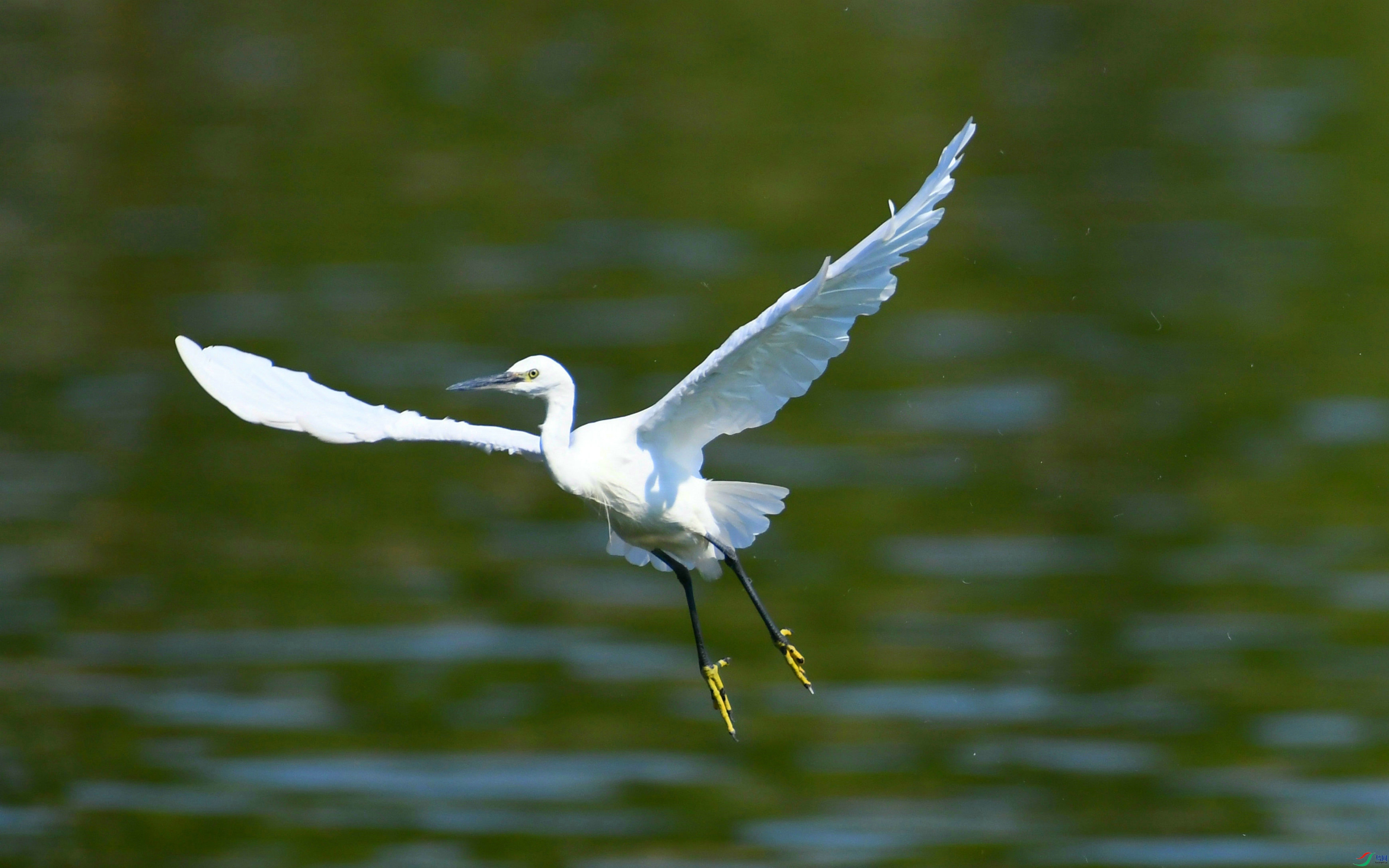 DSC_4525.JPG