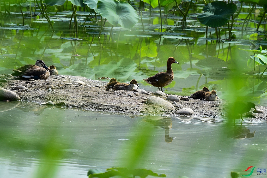 D4S_8788 - ����.JPG